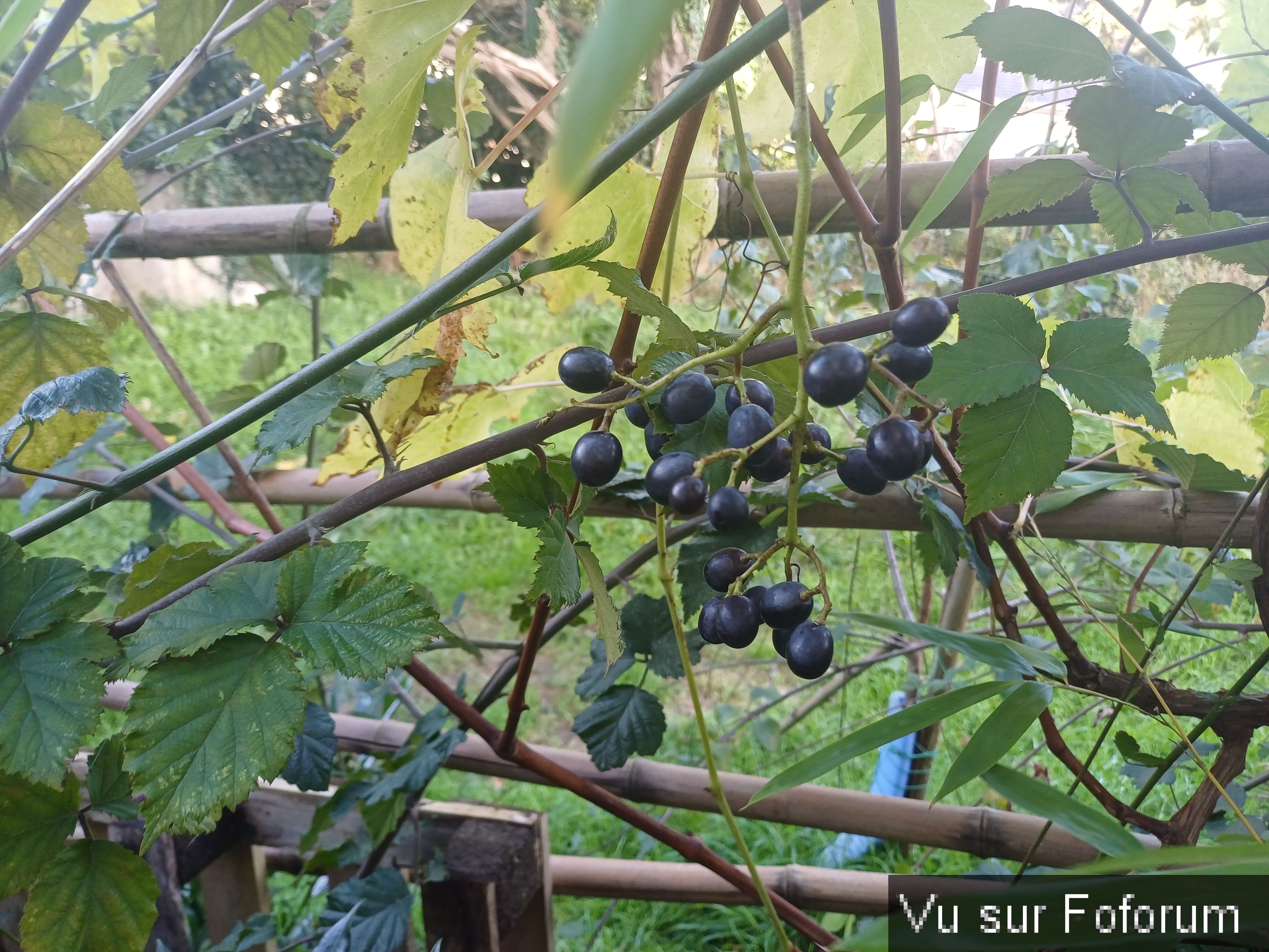 du raisin au mois de novembre capitaine jack.jpg