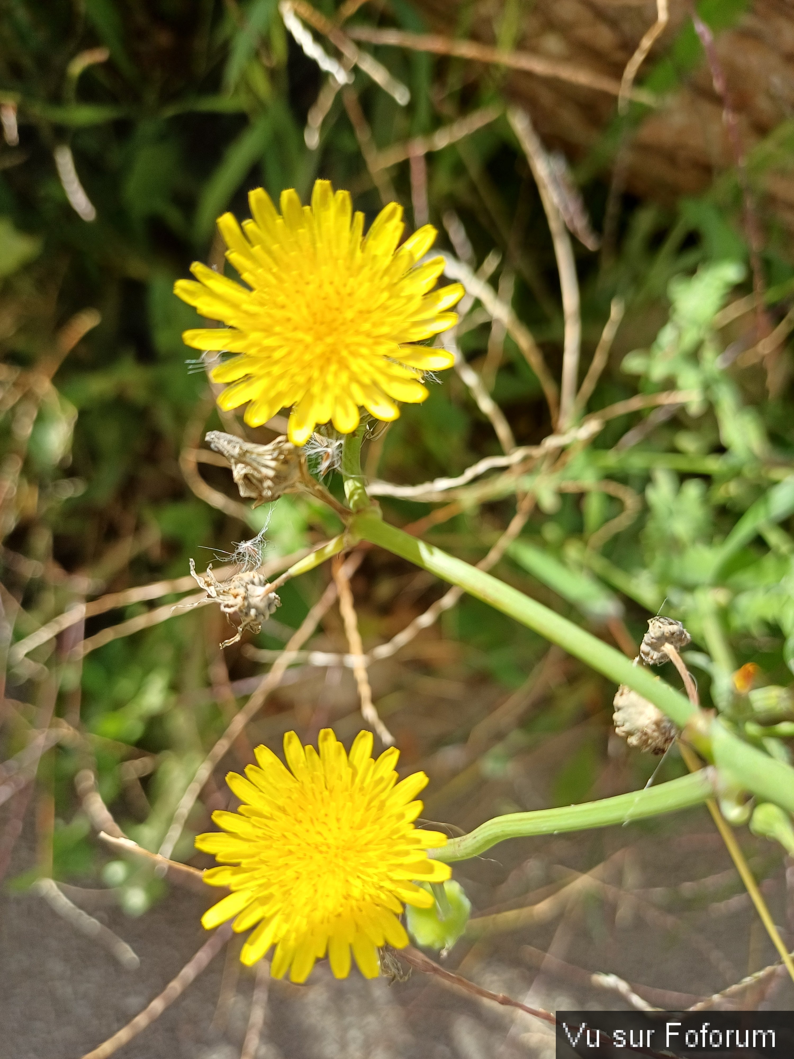 fleurs du train de capitaine jack (1).jpg