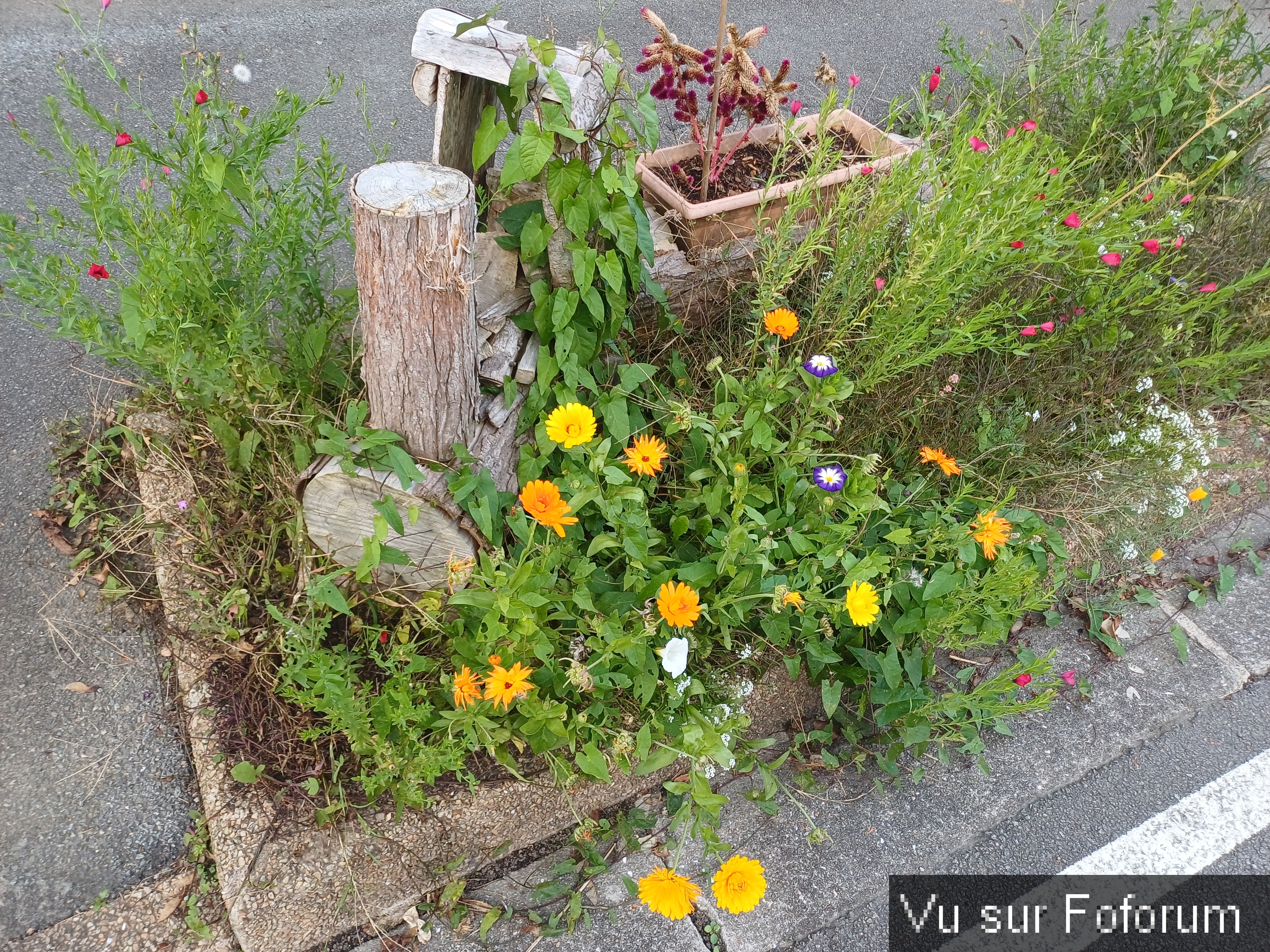 fleurs du train de capitaine jack (10).jpg