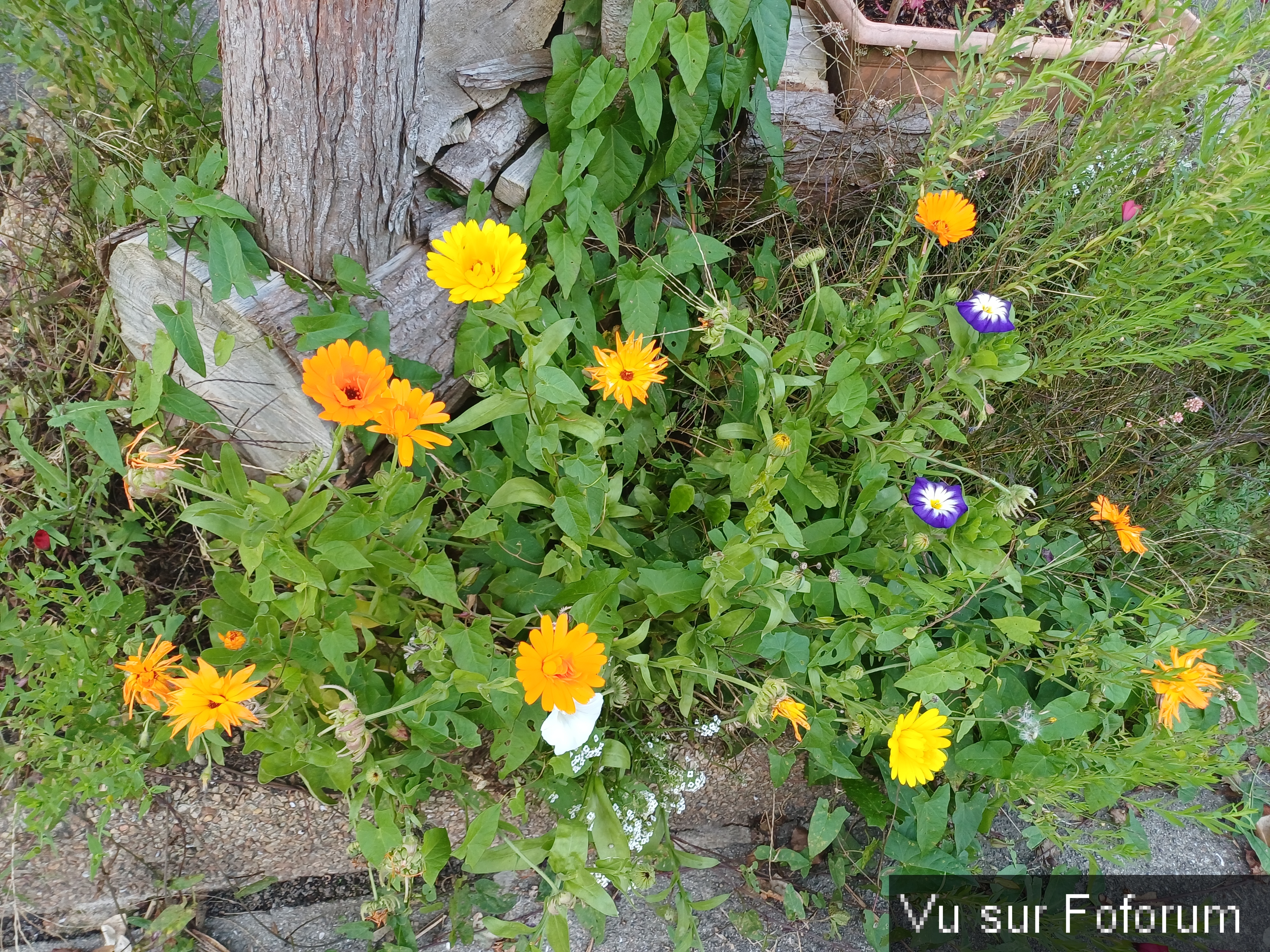 fleurs du train de capitaine jack (11).jpg