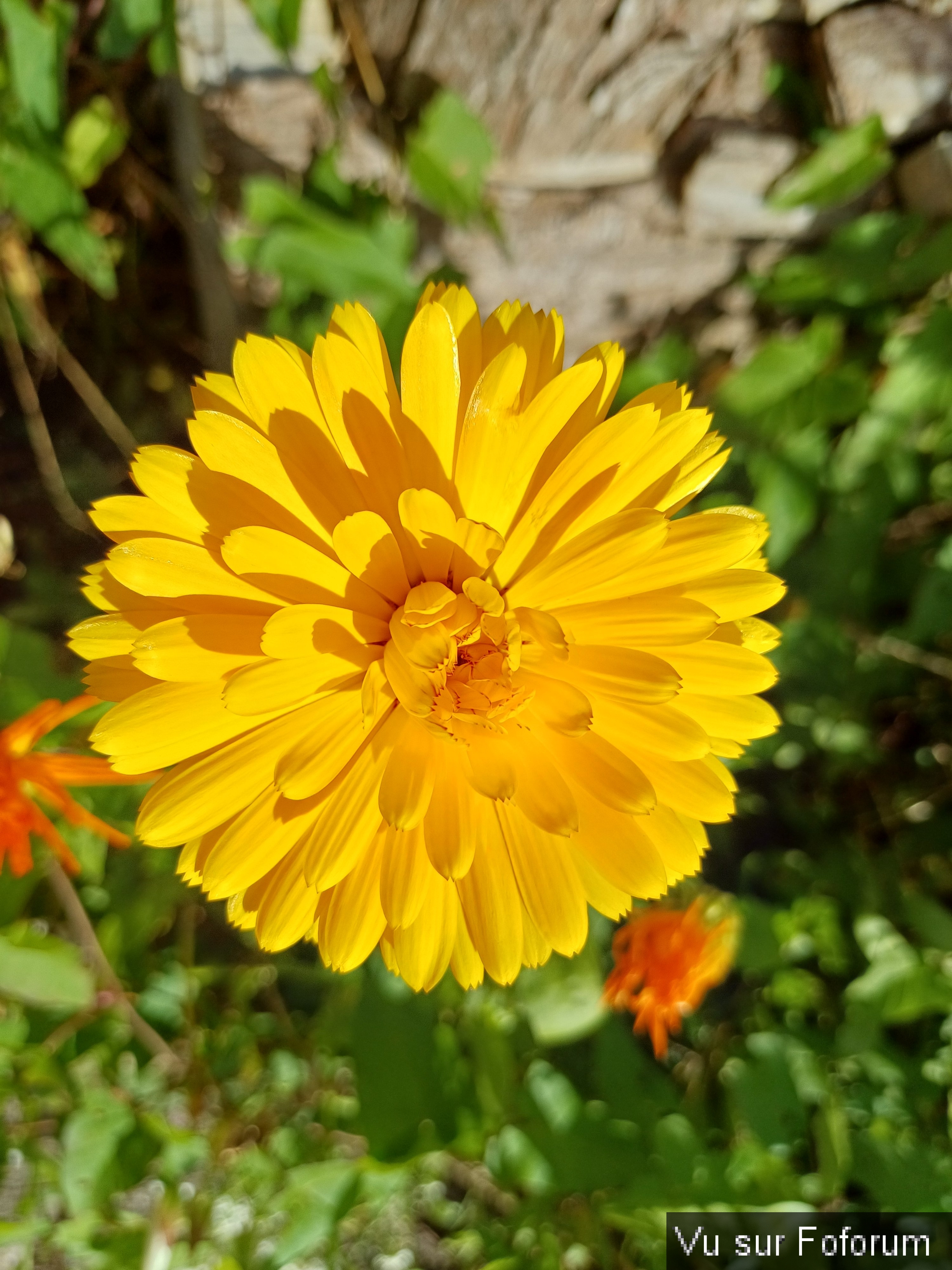 fleurs du train de capitaine jack (2).jpg