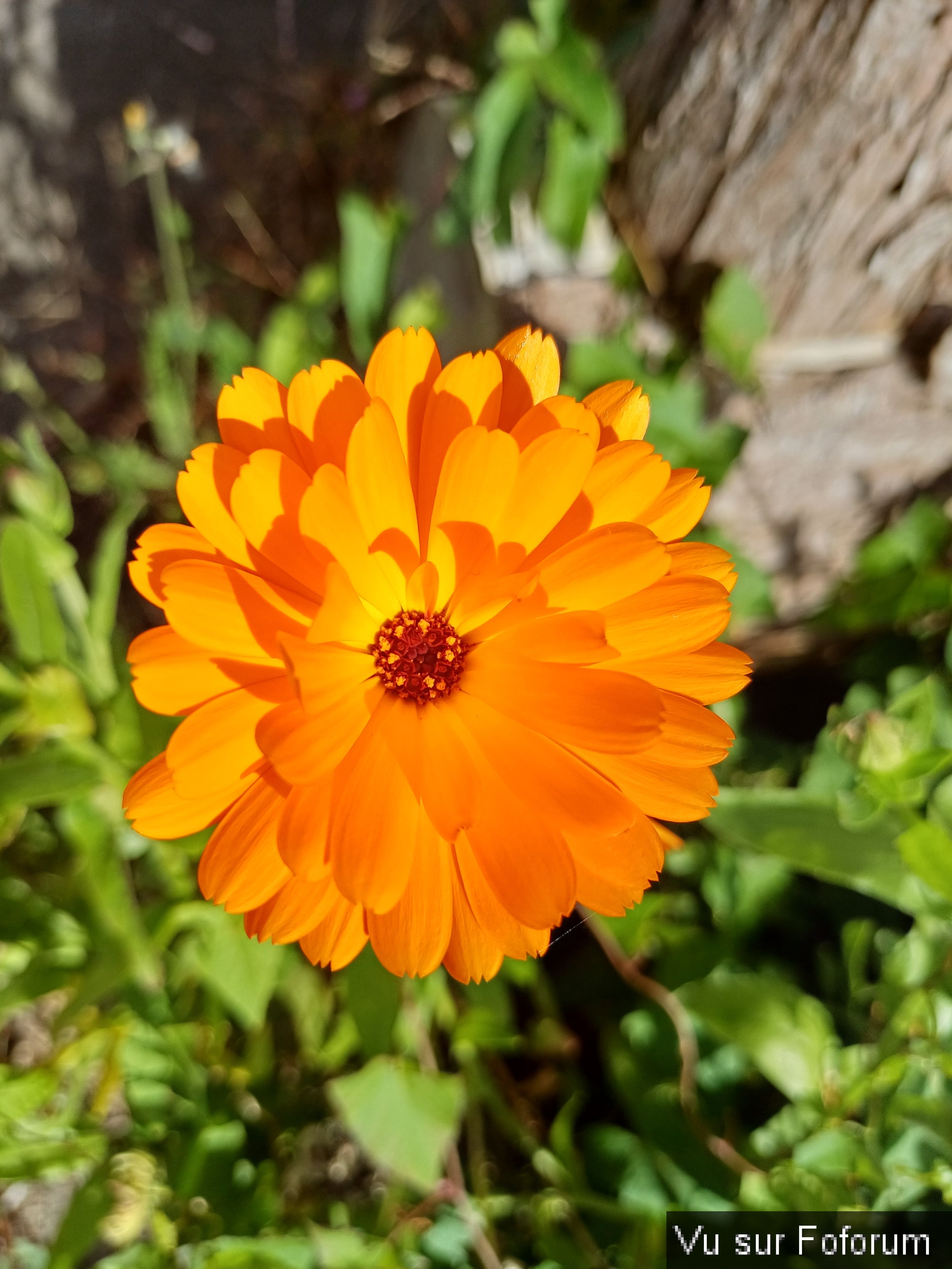 fleurs du train de capitaine jack (3).jpg