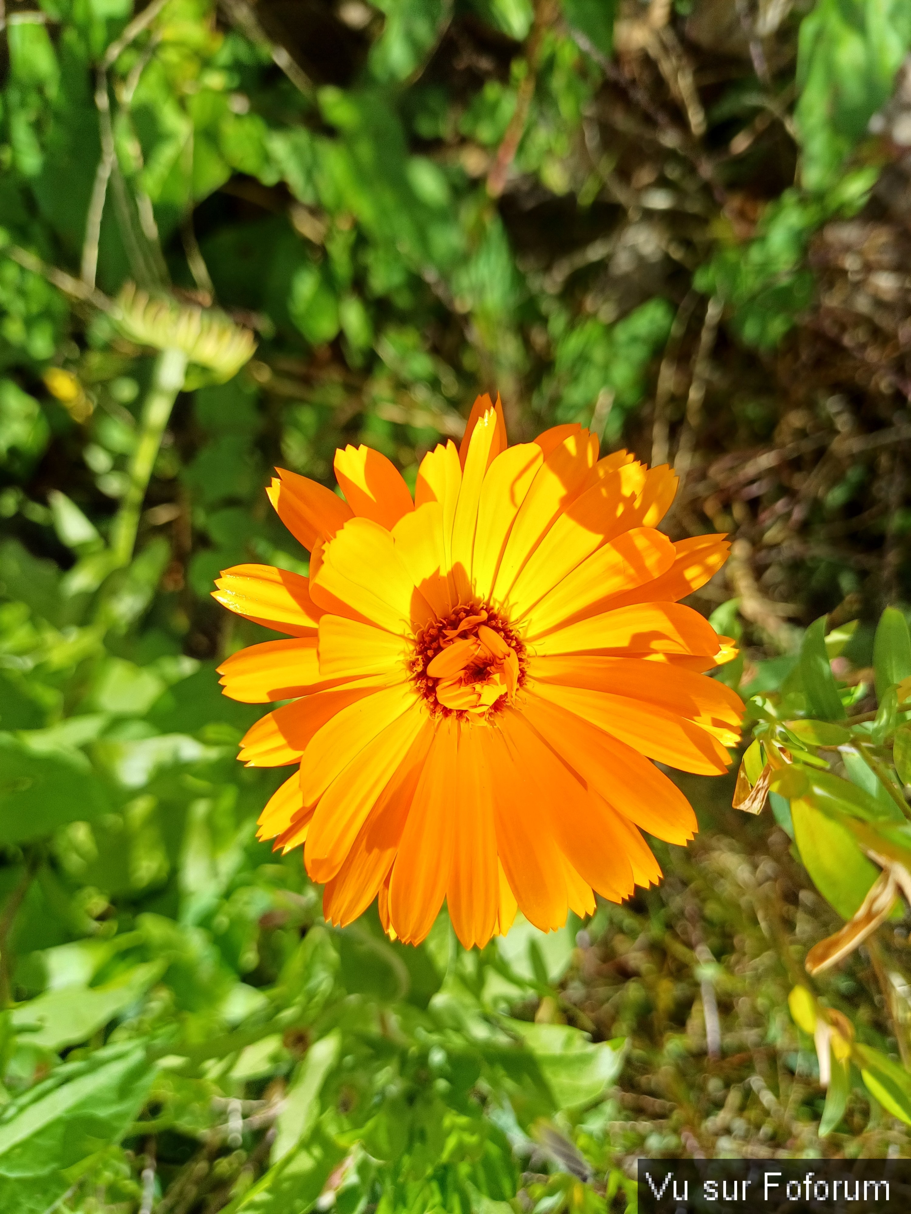 fleurs du train de capitaine jack (4).jpg