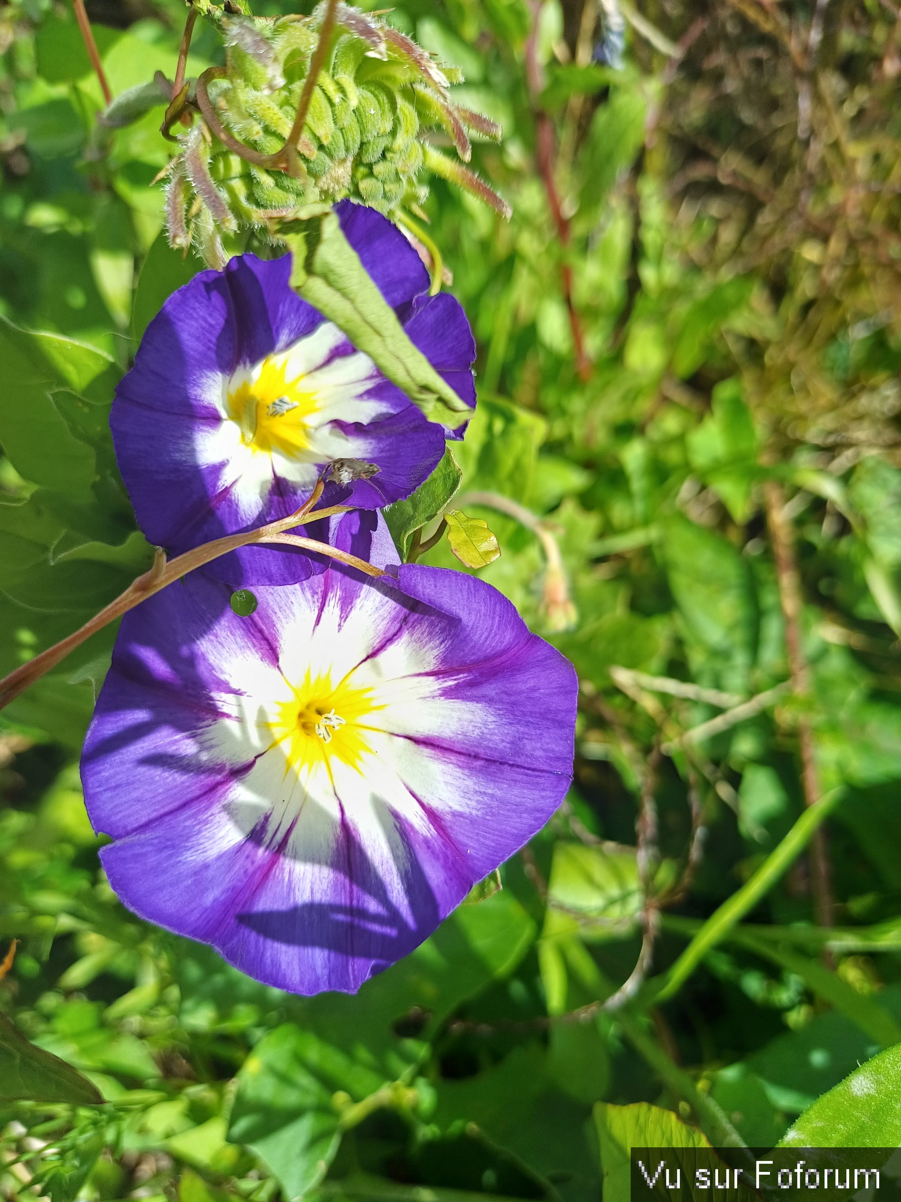 fleurs du train de capitaine jack (5).jpg