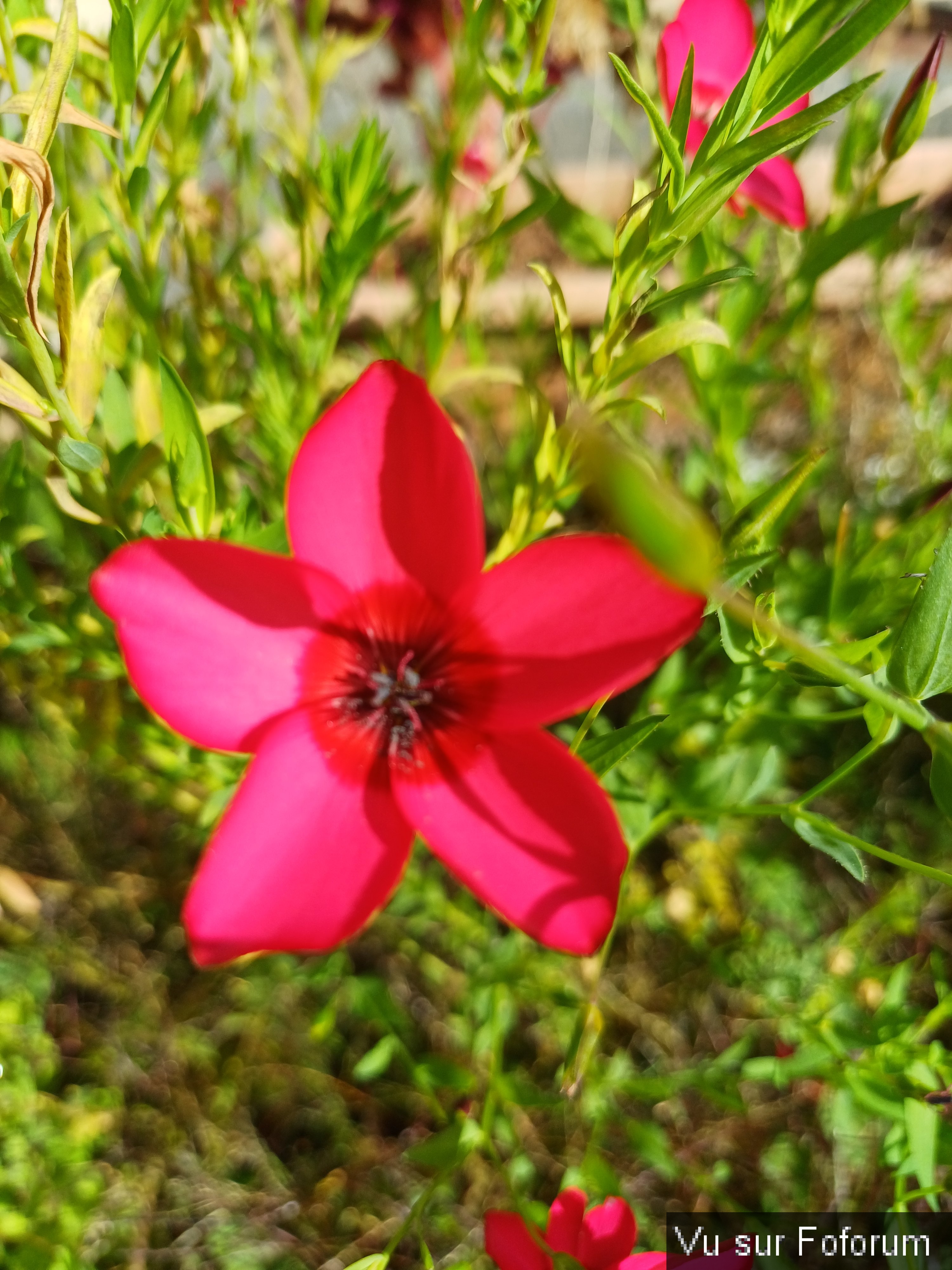 fleurs du train de capitaine jack (7).jpg