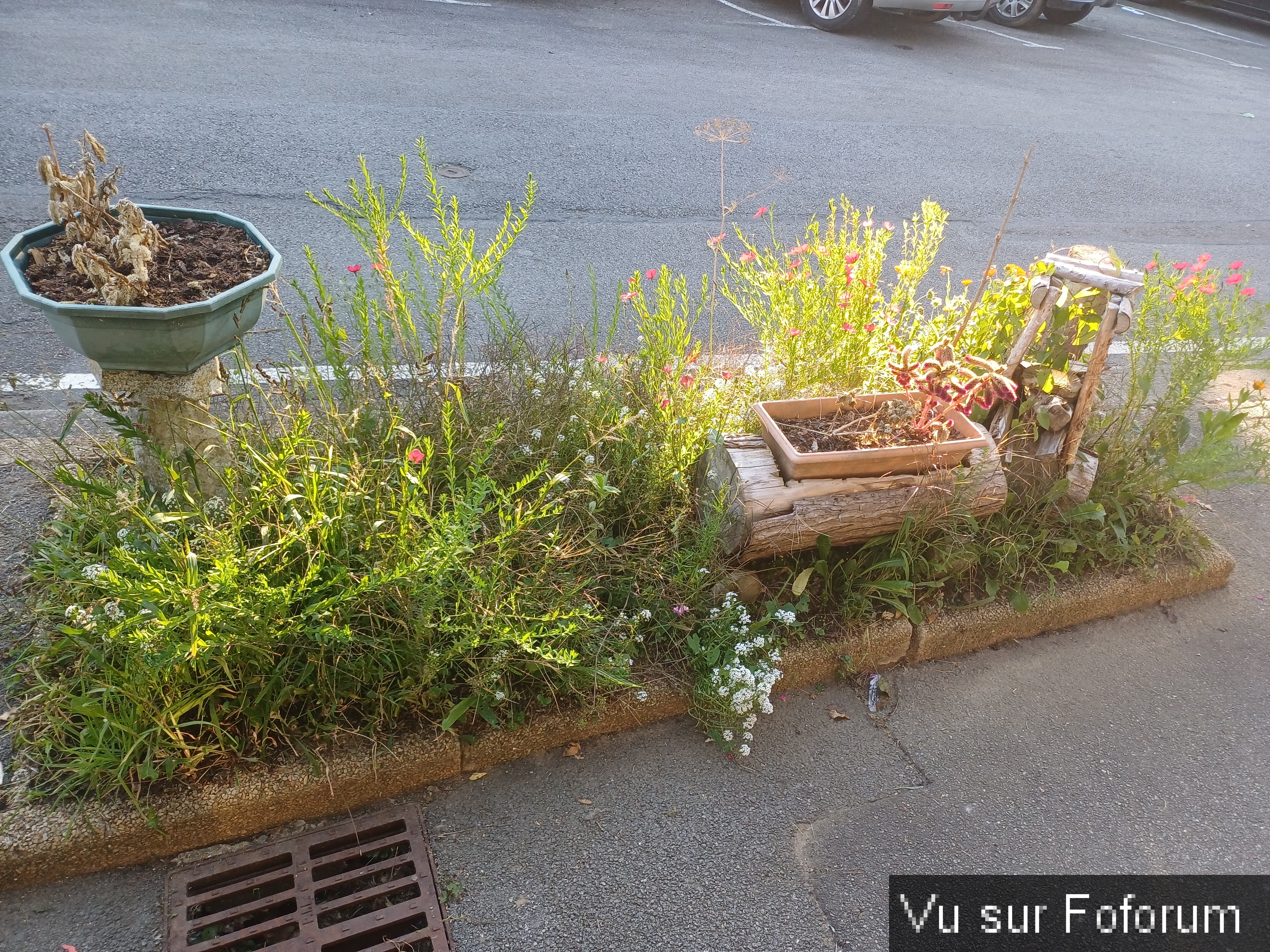 fleurs du train de capitaine jack (9).jpg