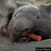 gif wombat 2.gif