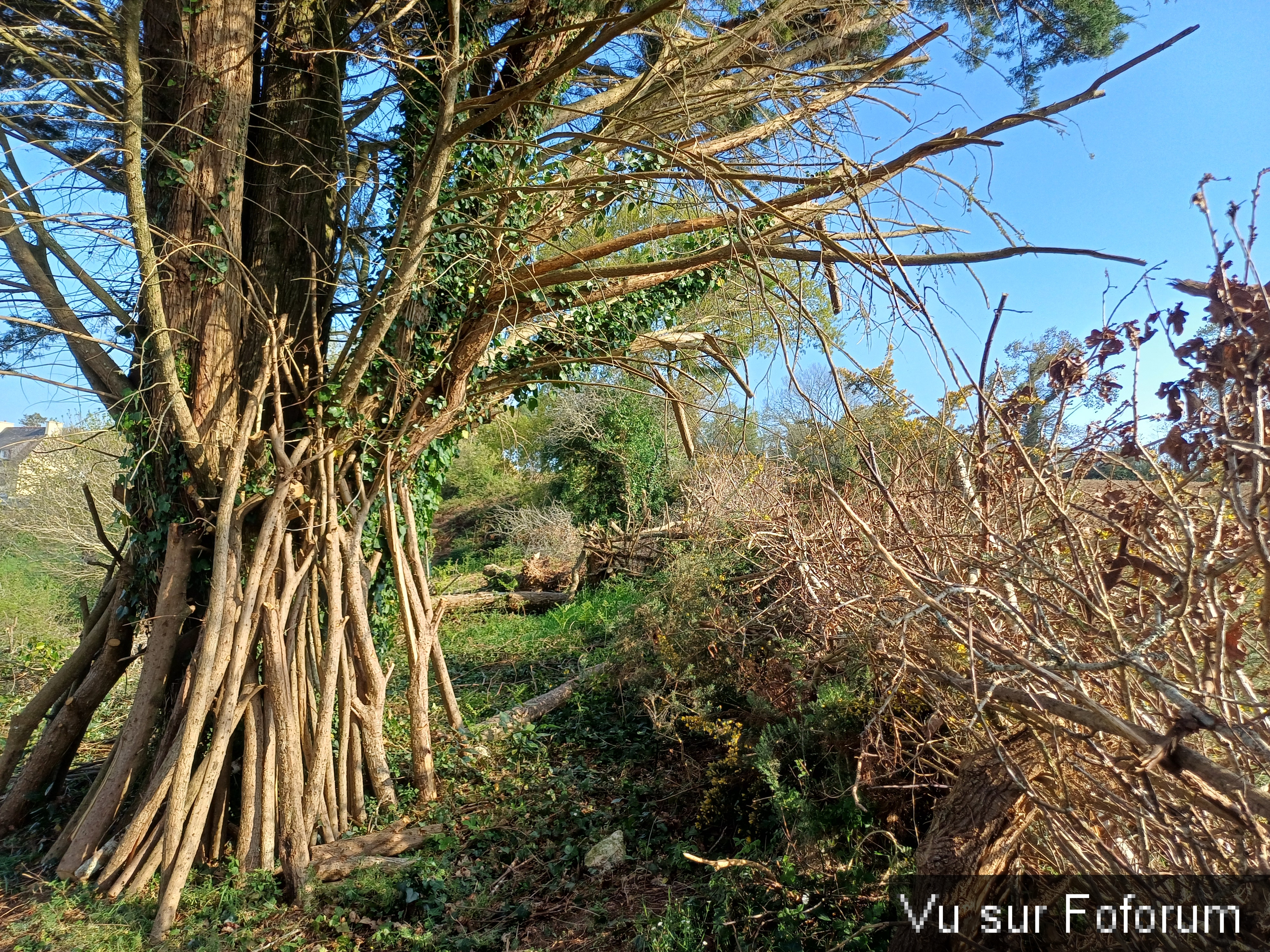 Haie sèche réalisée par Capitaine-Jack 1