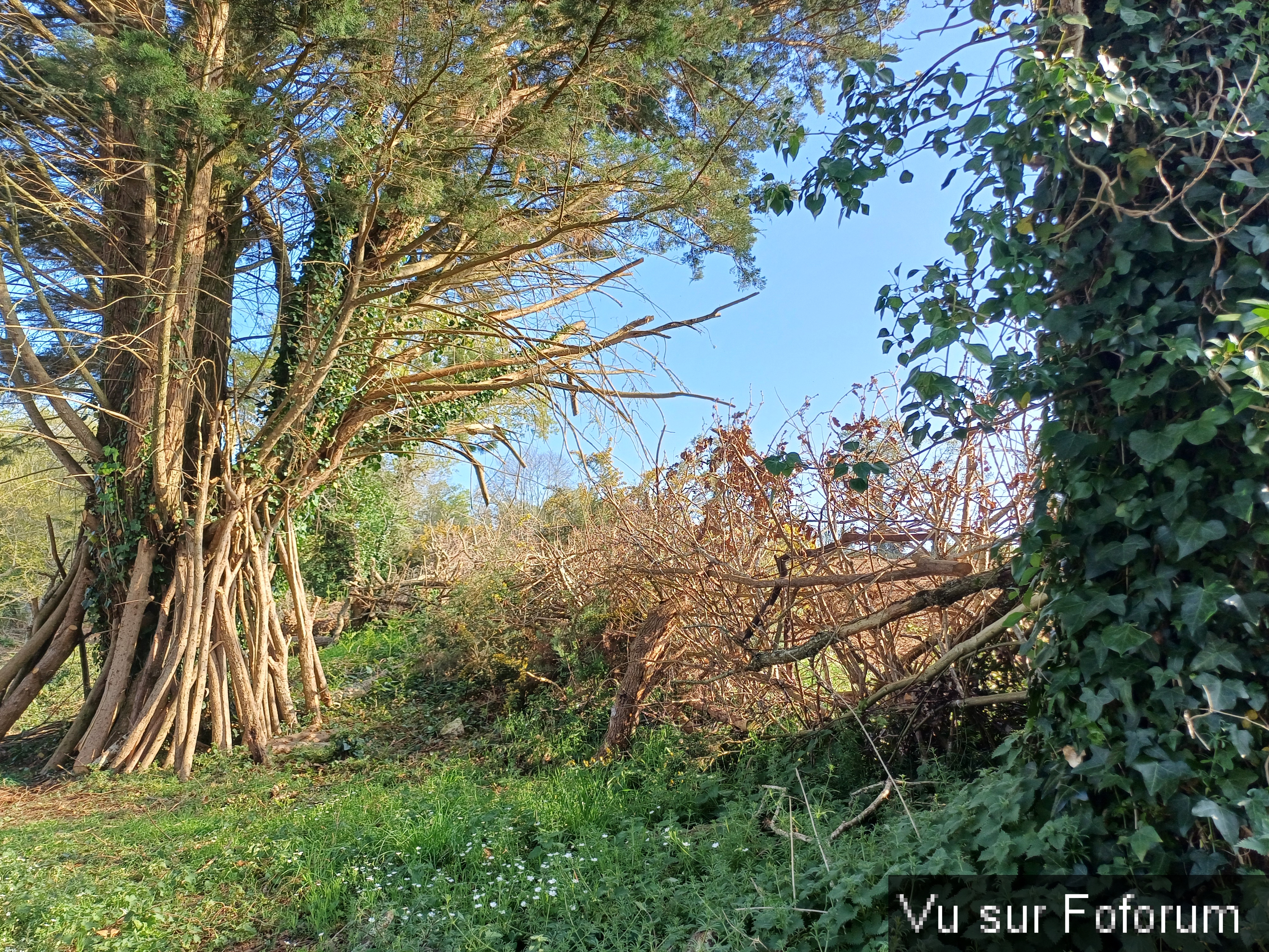 Haie sèche réalisée par Capitaine-Jack 2
