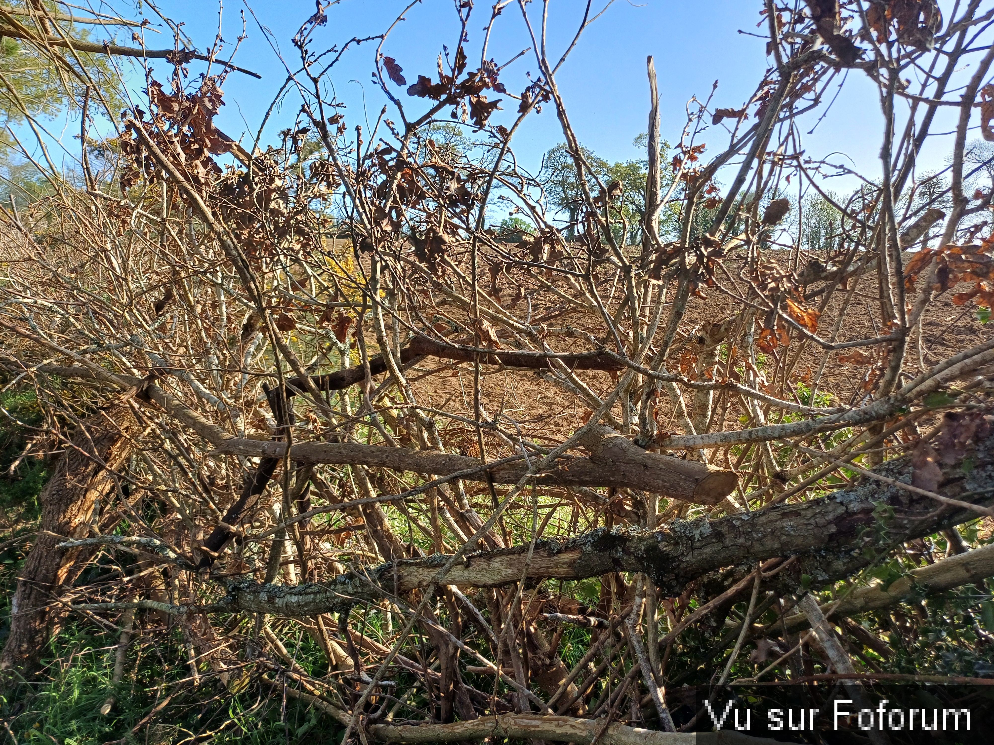 Haie sèche réalisée par Capitaine-Jack 3