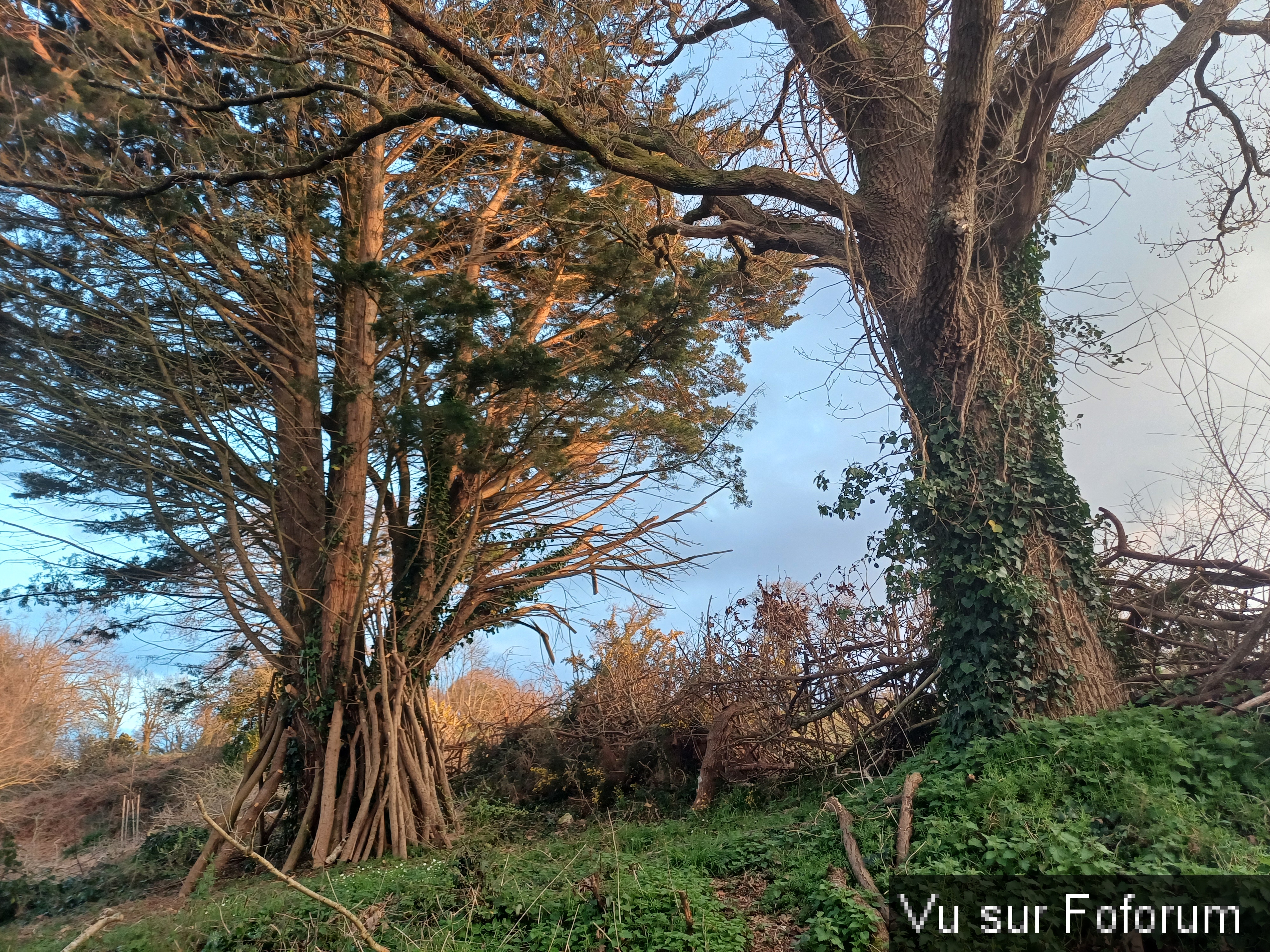 haie sèche sapin chêne-capitaine jack.jpg