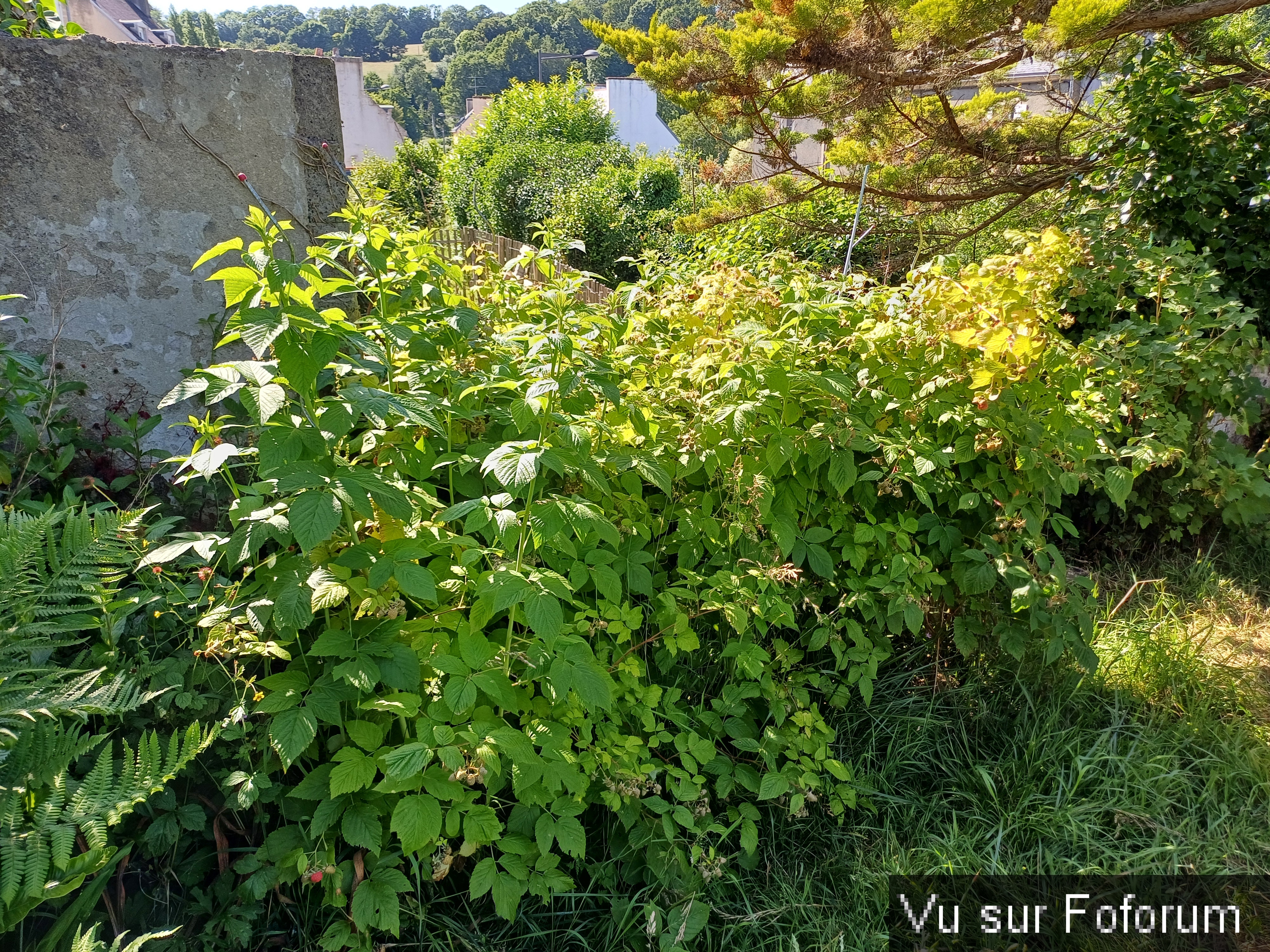 jardin breton capitaine jack (10).jpg