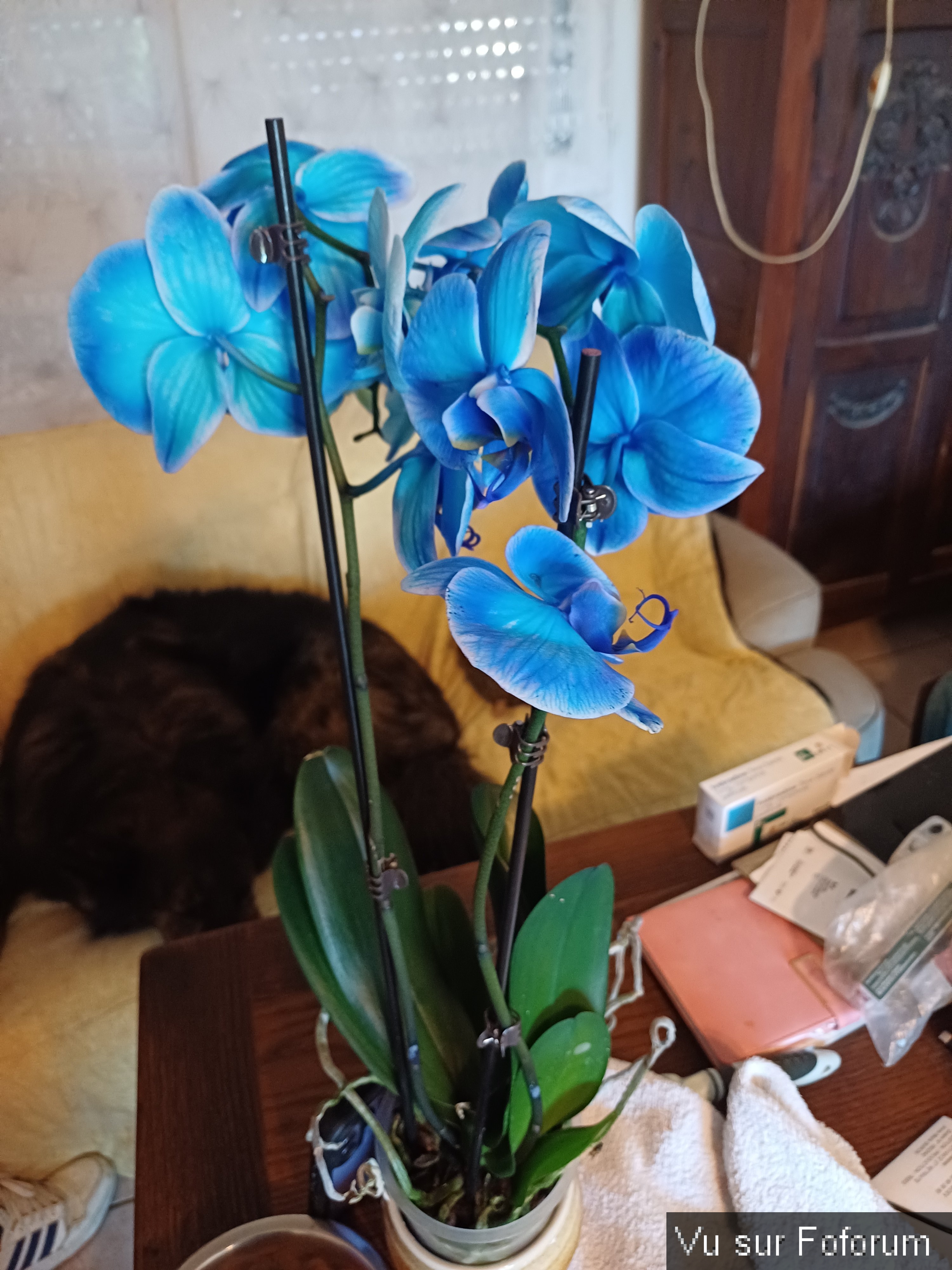 jardin breton capitaine jack (11).jpg