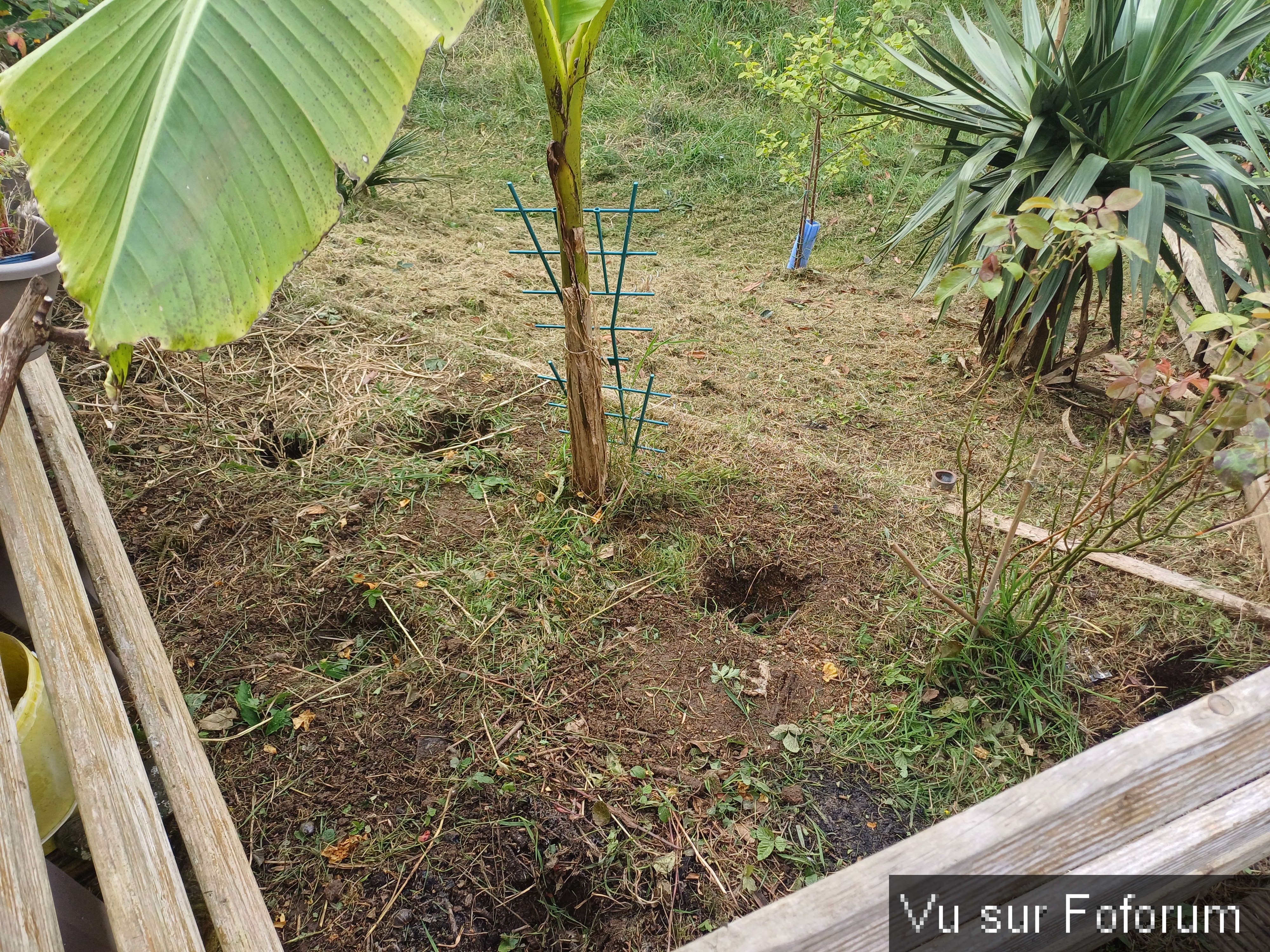 jardin breton capitaine jack (12).jpg