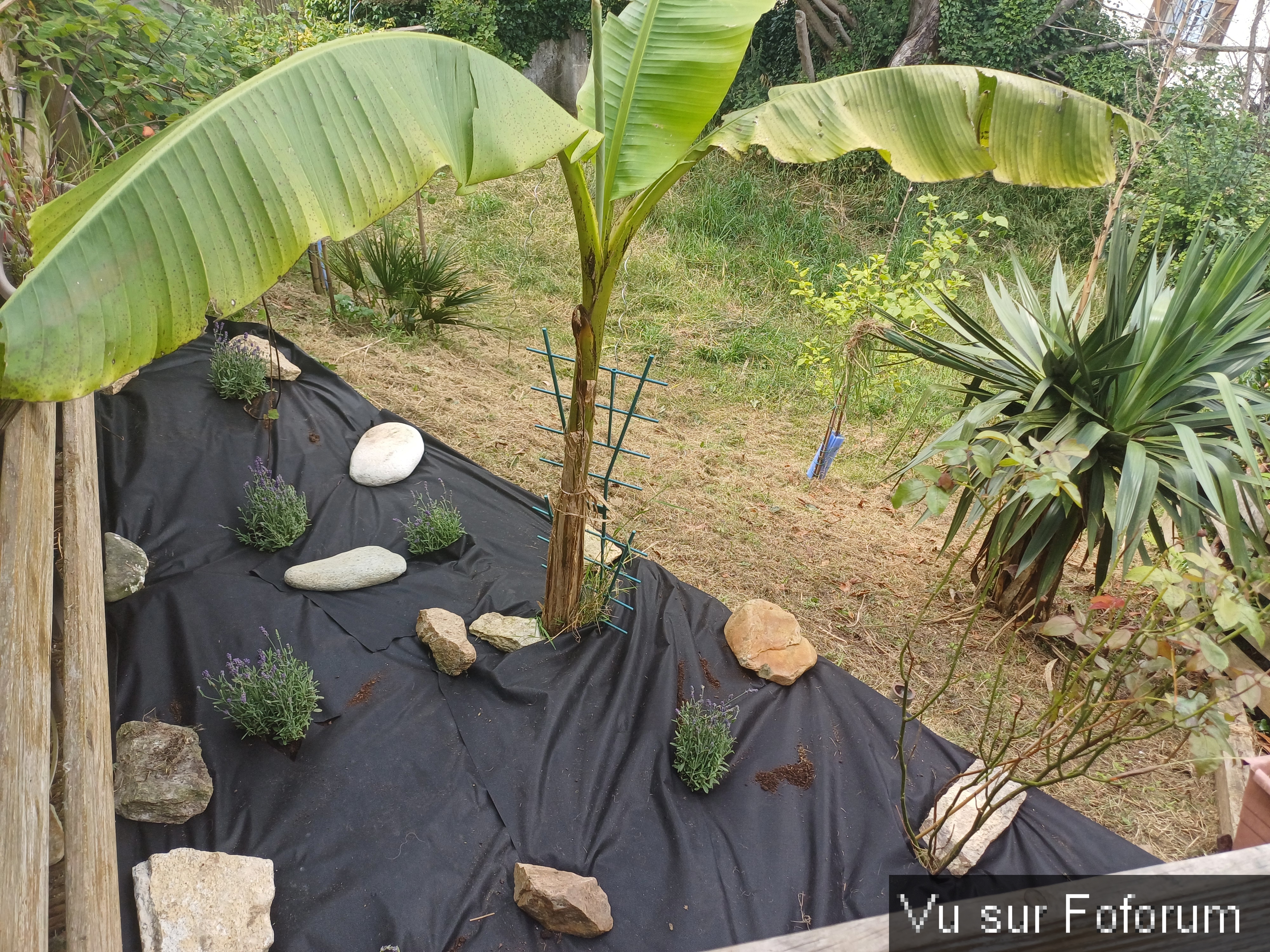 jardin breton capitaine jack (22).jpg