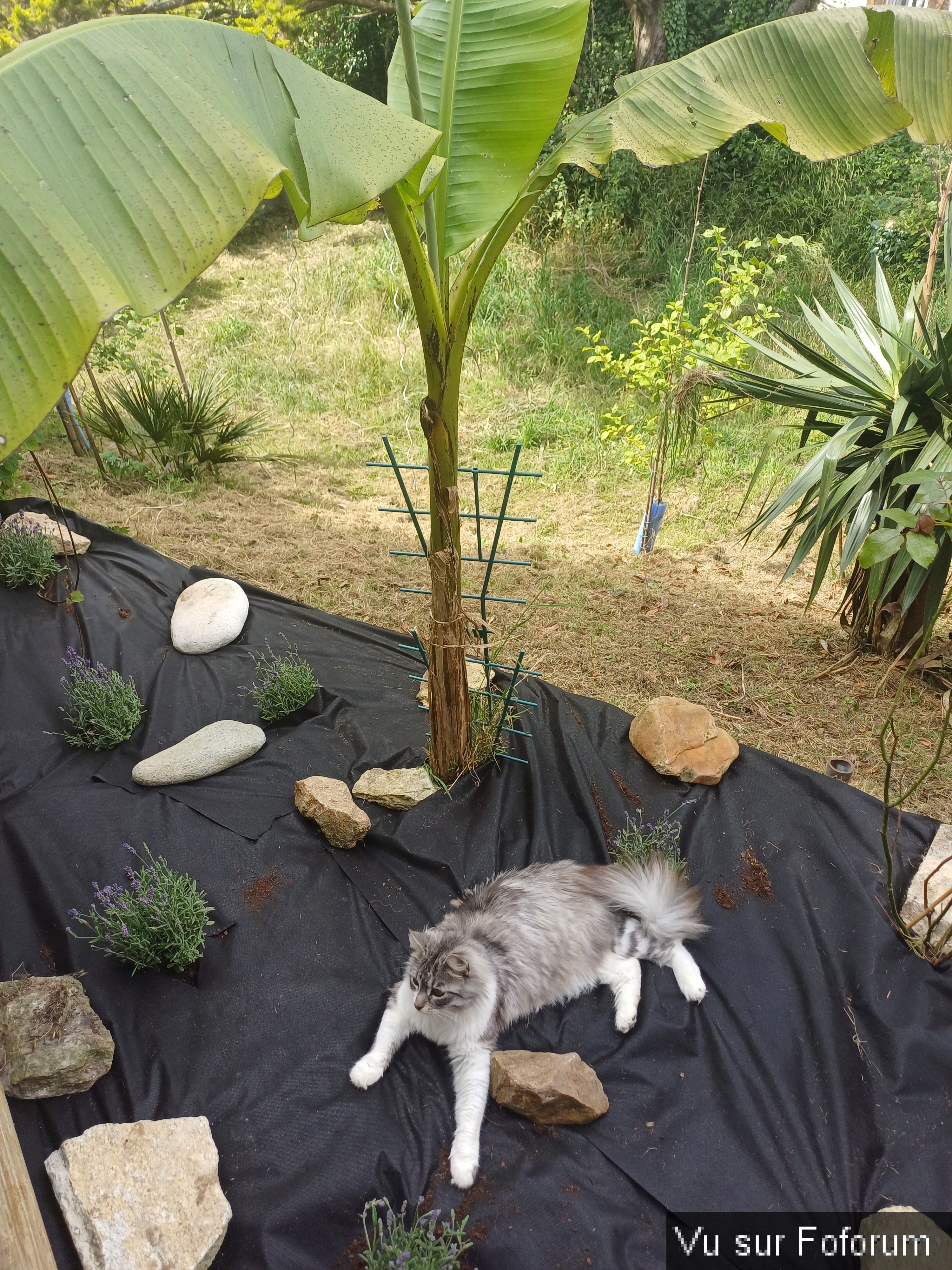 jardin breton capitaine jack (23).jpg