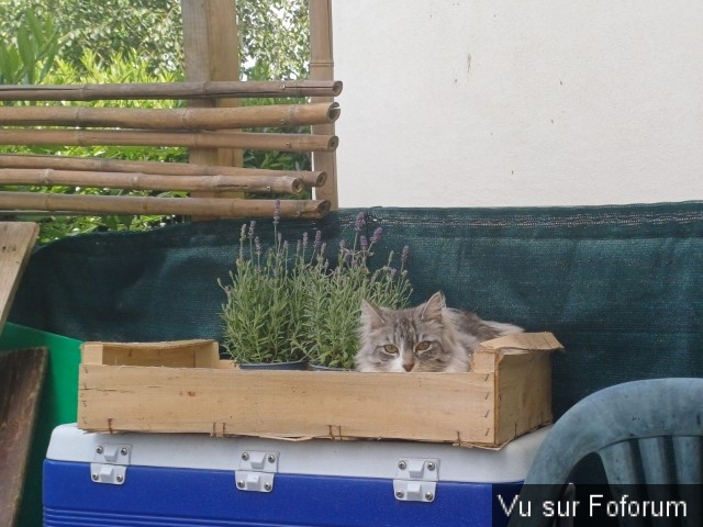 jardin breton capitaine jack (24).jpg