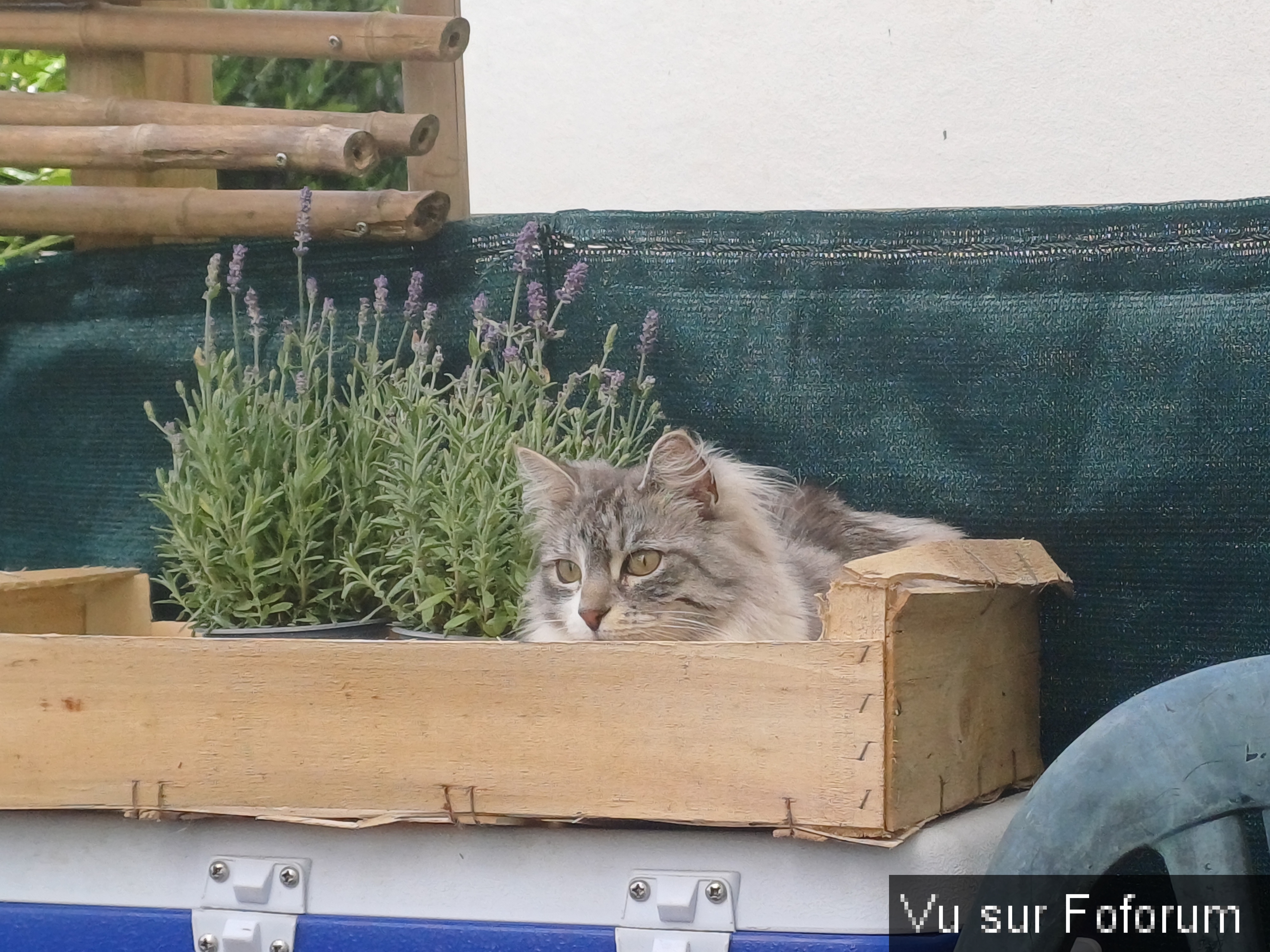 jardin breton capitaine jack (25).jpg