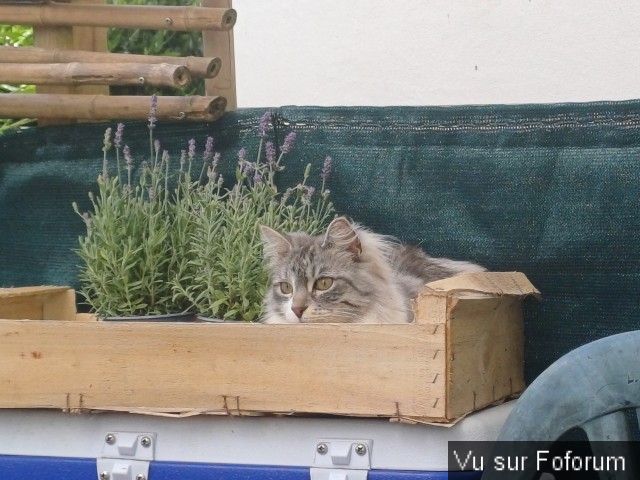 jardin breton capitaine jack (25).jpg