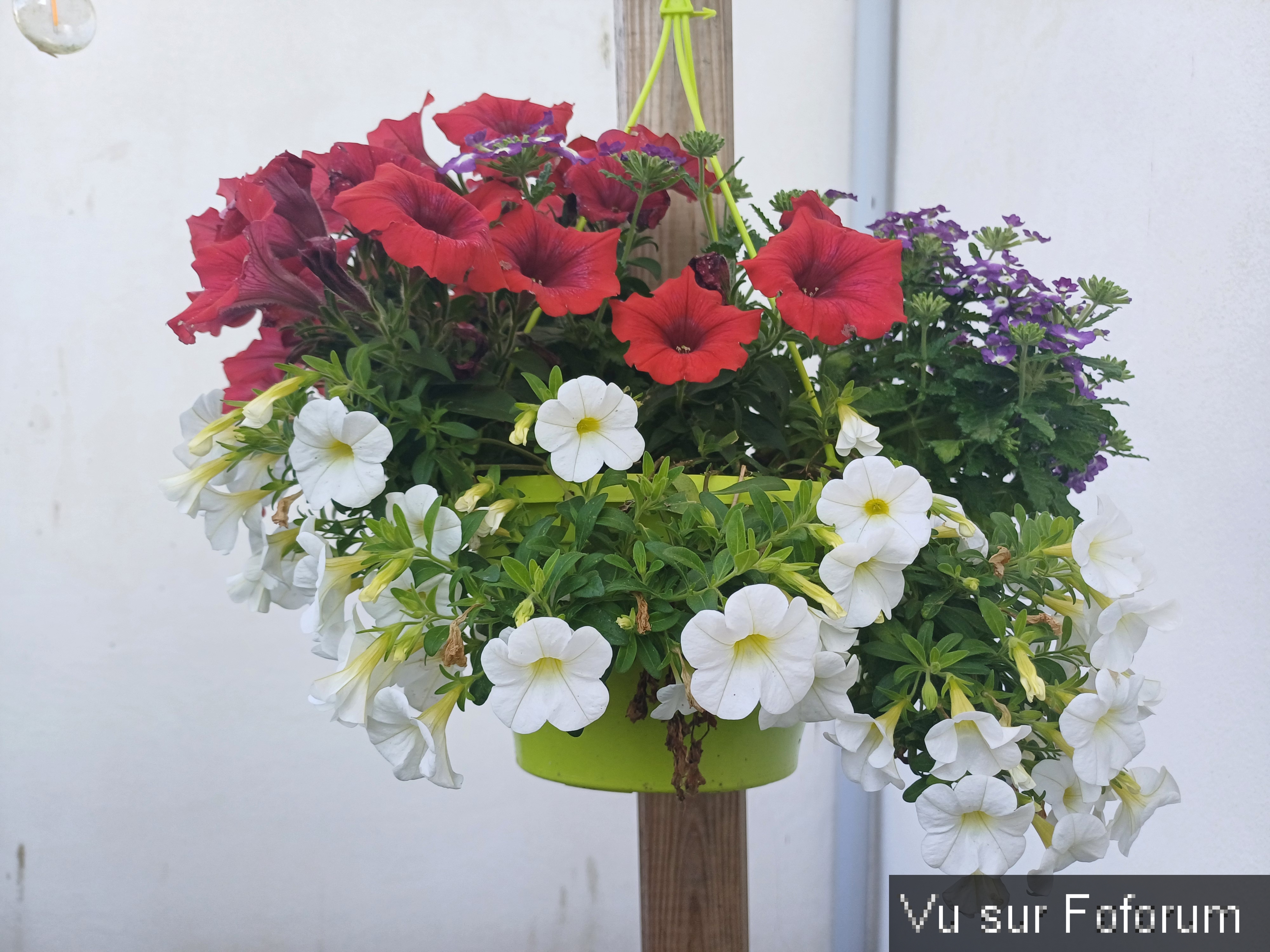 jardin breton capitaine jack (26).jpg