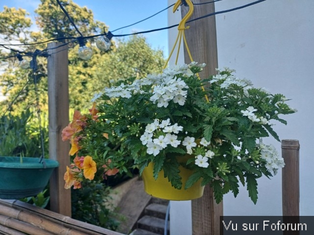 jardin breton capitaine jack (27).jpg