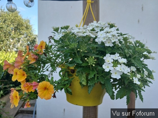 jardin breton capitaine jack (28).jpg