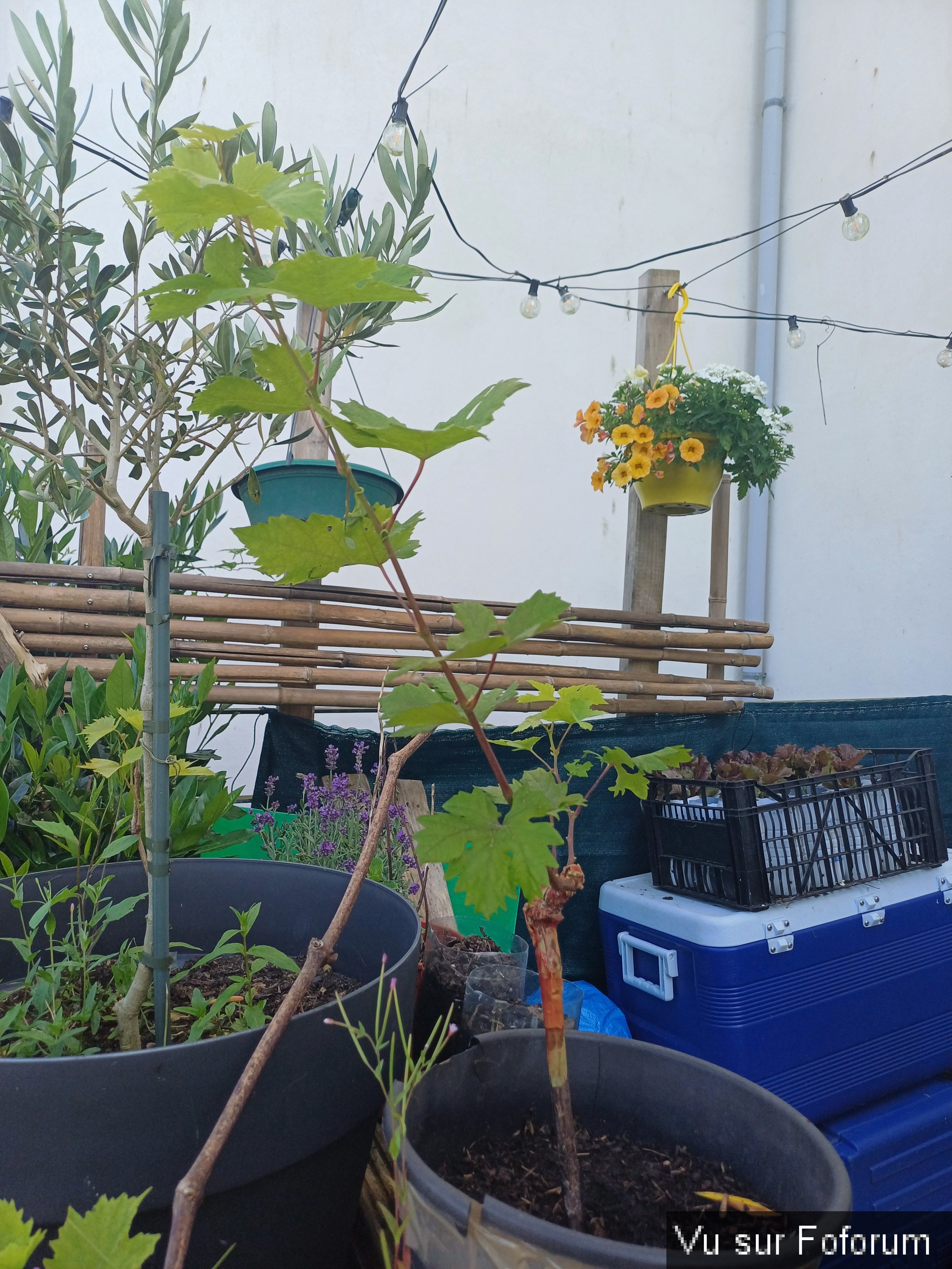 jardin breton capitaine jack (29).jpg