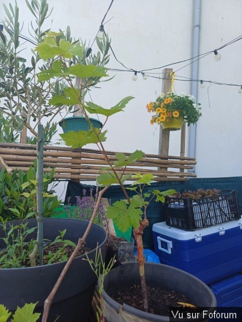 jardin breton capitaine jack (29).jpg