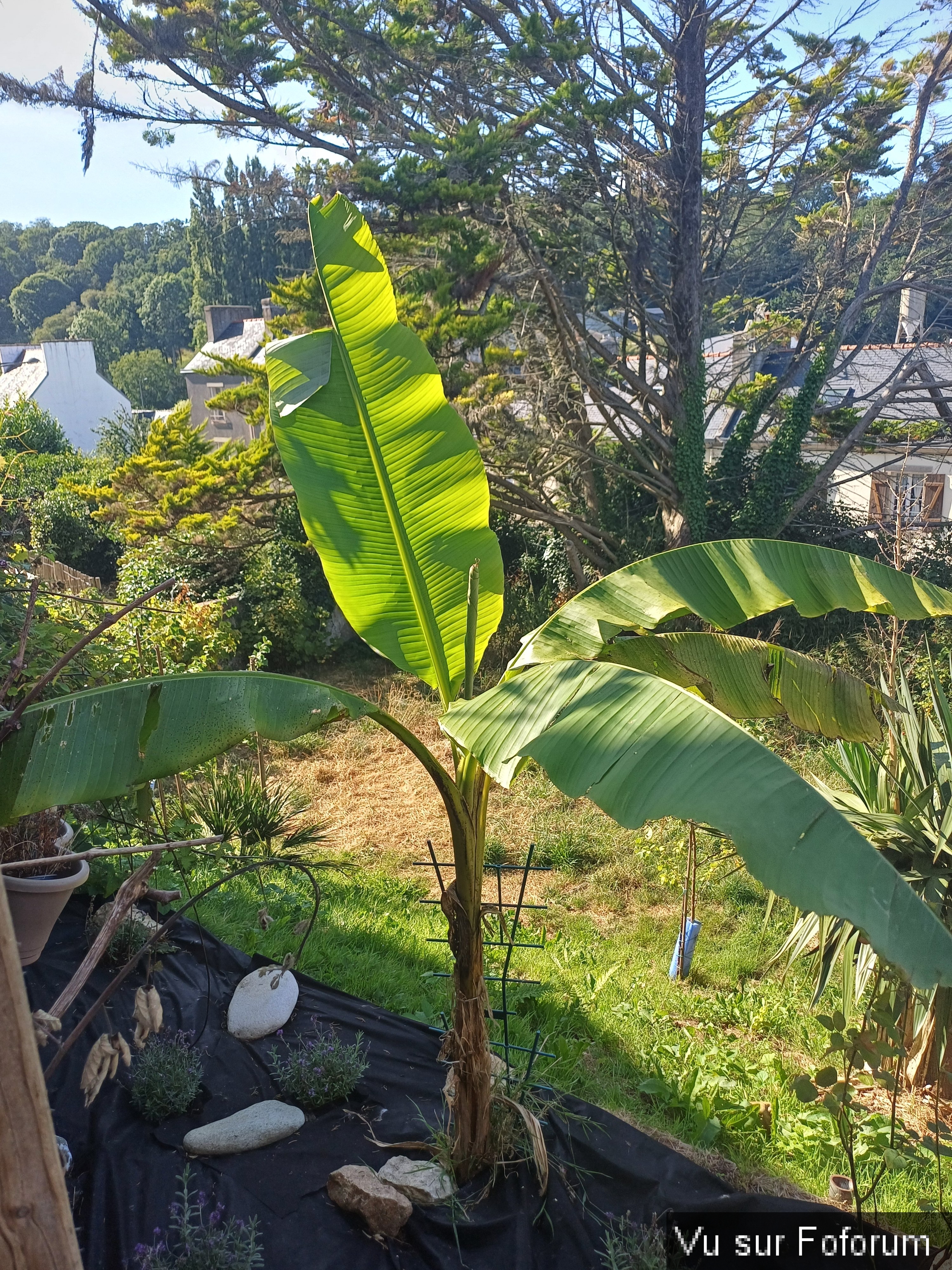 jardin breton capitaine jack (30).jpg