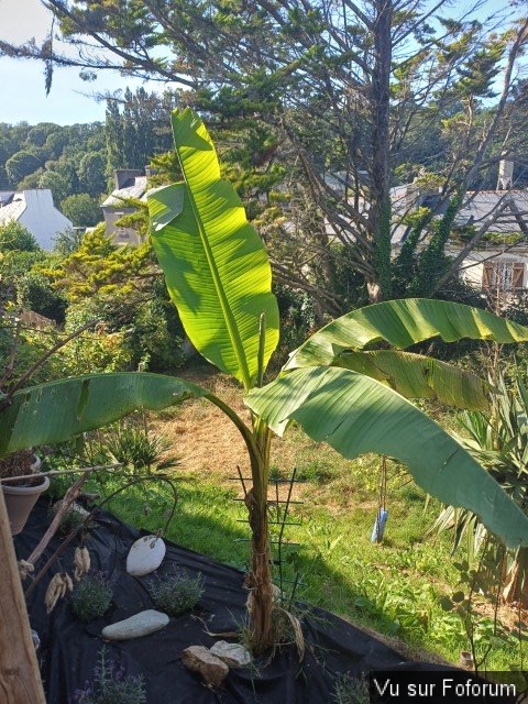 jardin breton capitaine jack (30).jpg