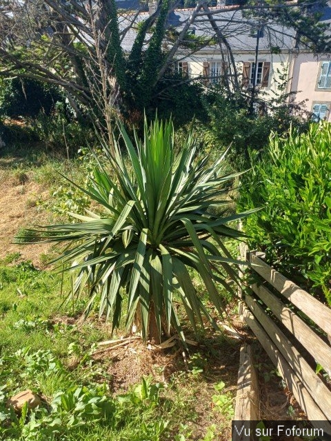 jardin breton capitaine jack (31).jpg