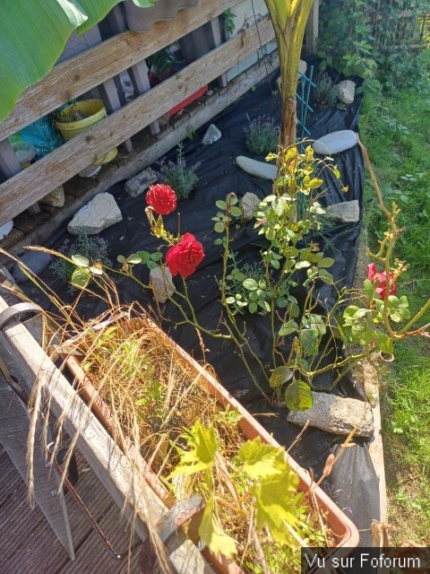 jardin breton capitaine jack (32).jpg