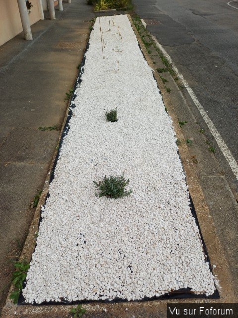 jardin breton capitaine jack (37).jpg