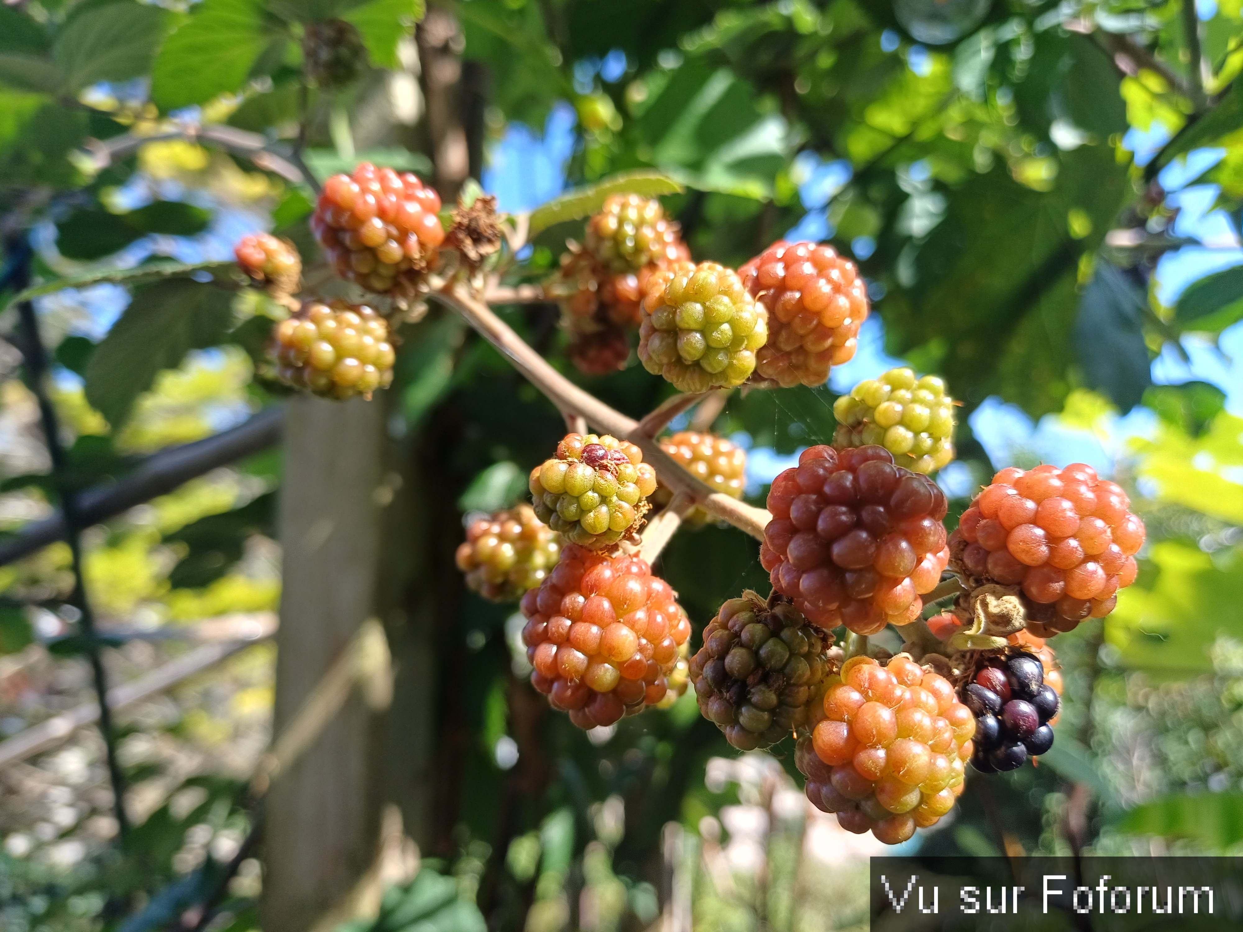 jardin breton capitaine jack (39).jpg