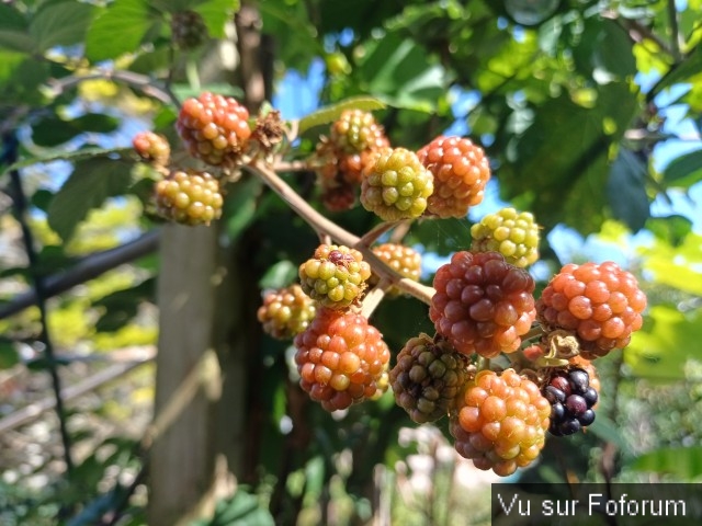 jardin breton capitaine jack (39).jpg