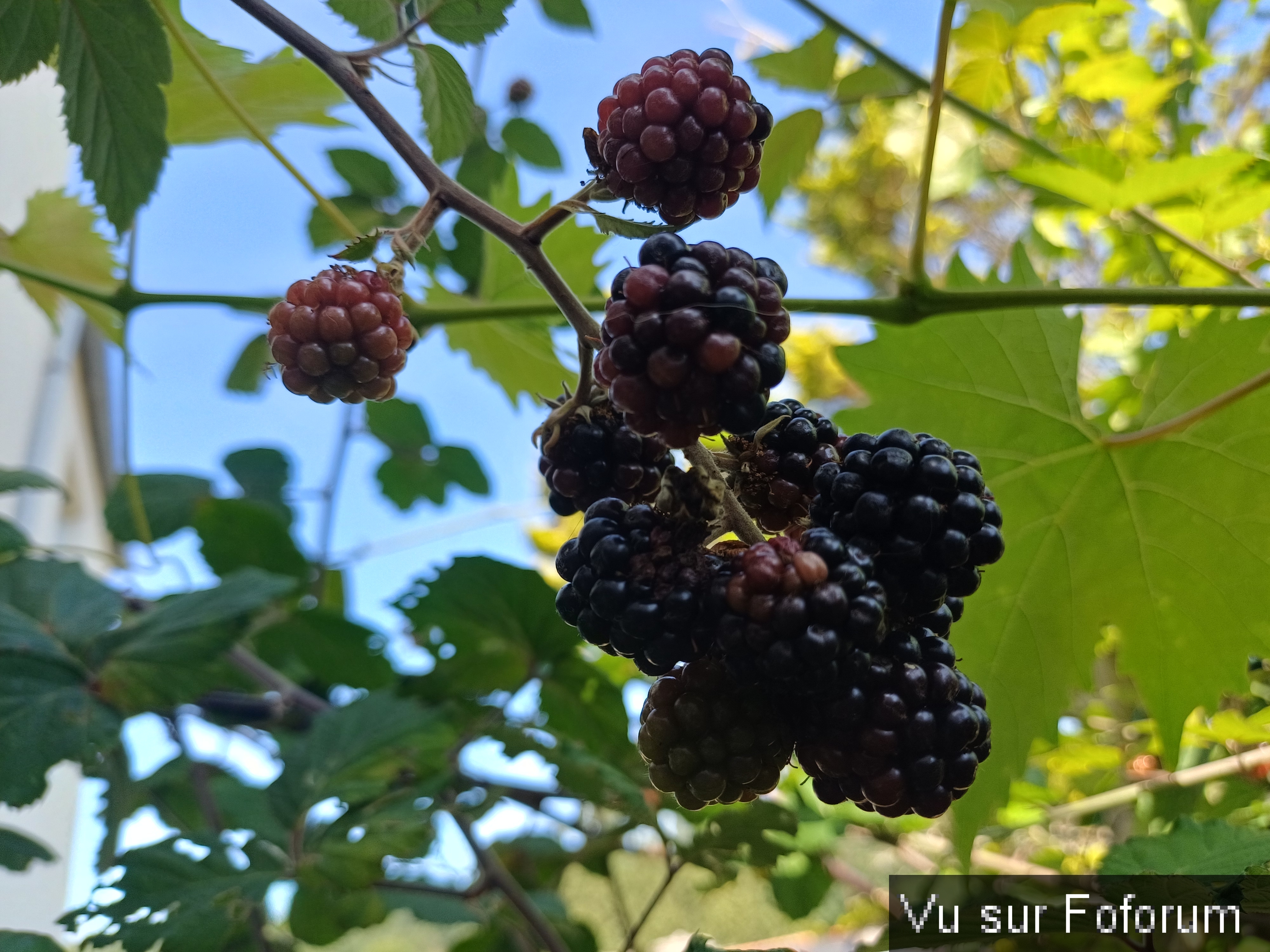 jardin breton capitaine jack (40).jpg