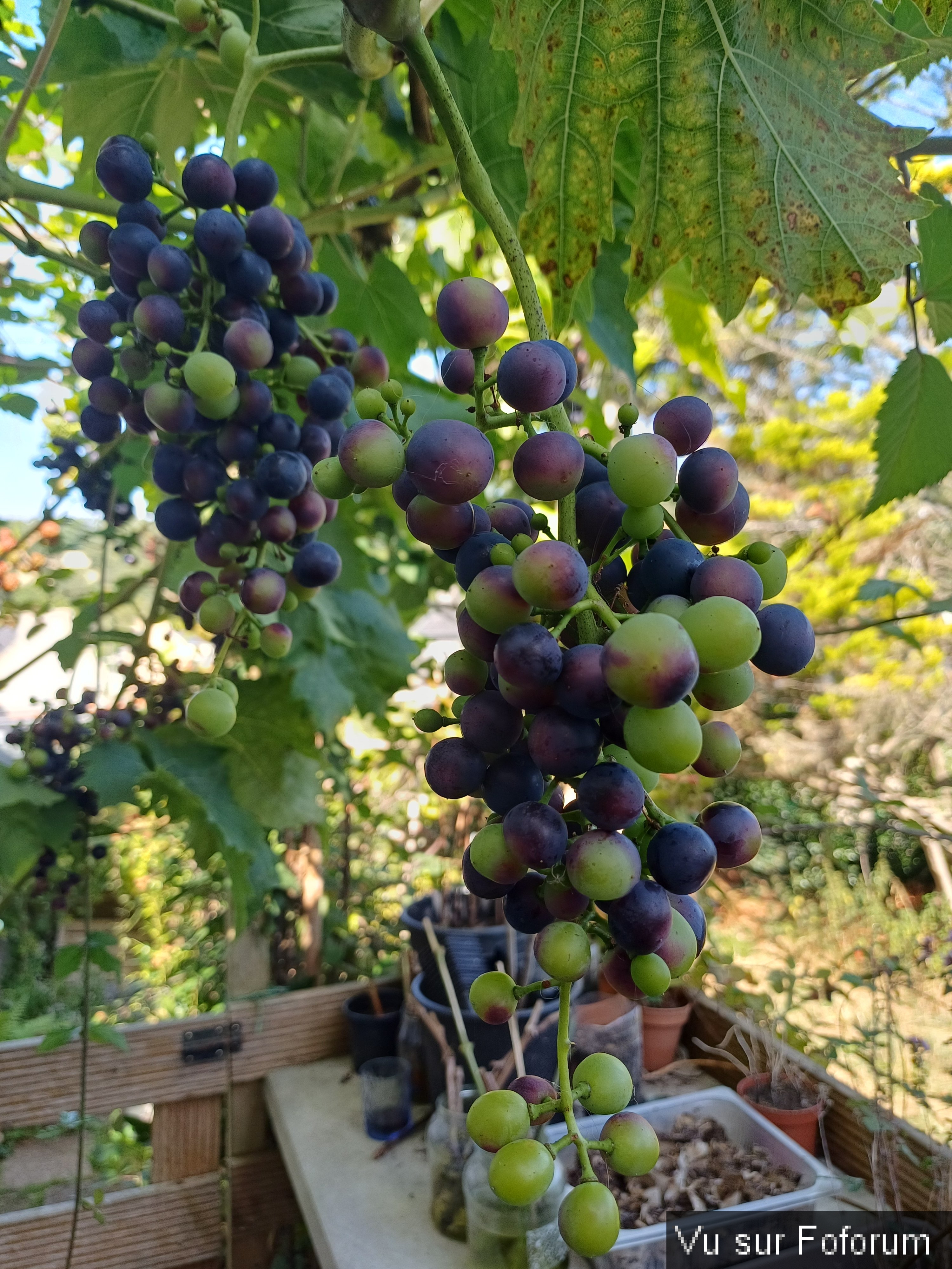 jardin breton capitaine jack (41).jpg