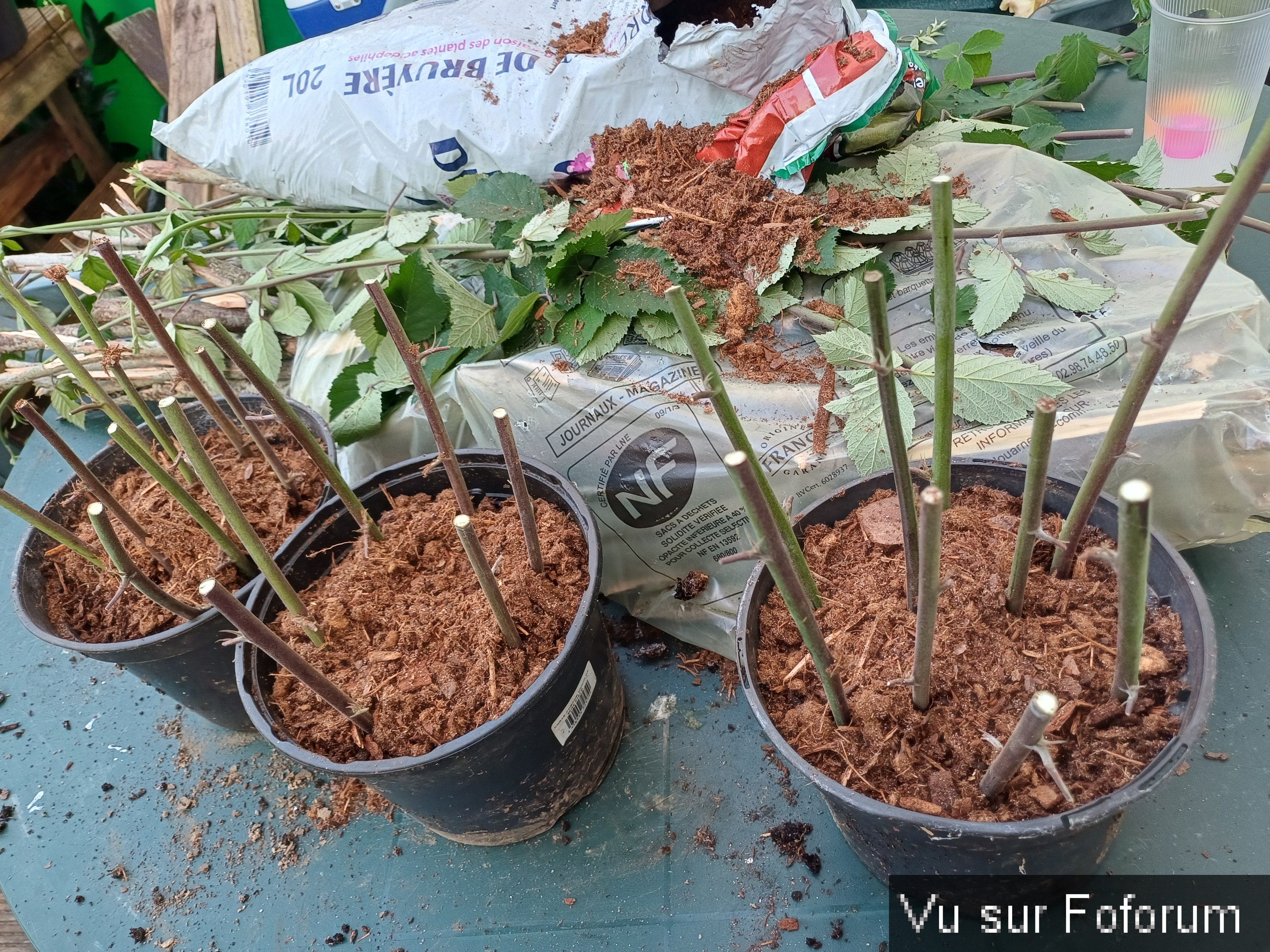 jardin breton capitaine jack (42).jpg