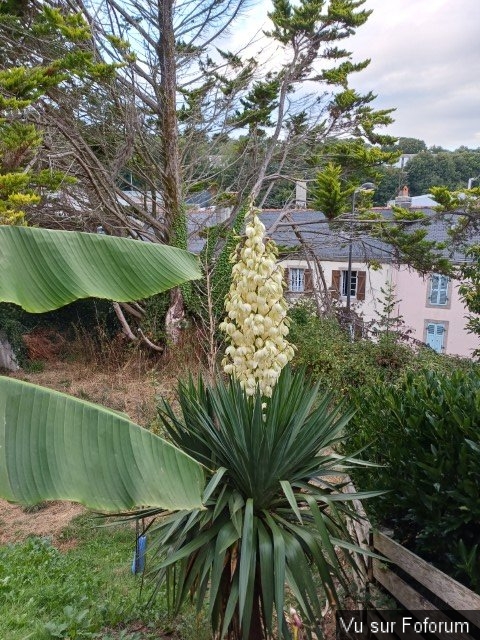 jardin breton capitaine jack (43).jpg