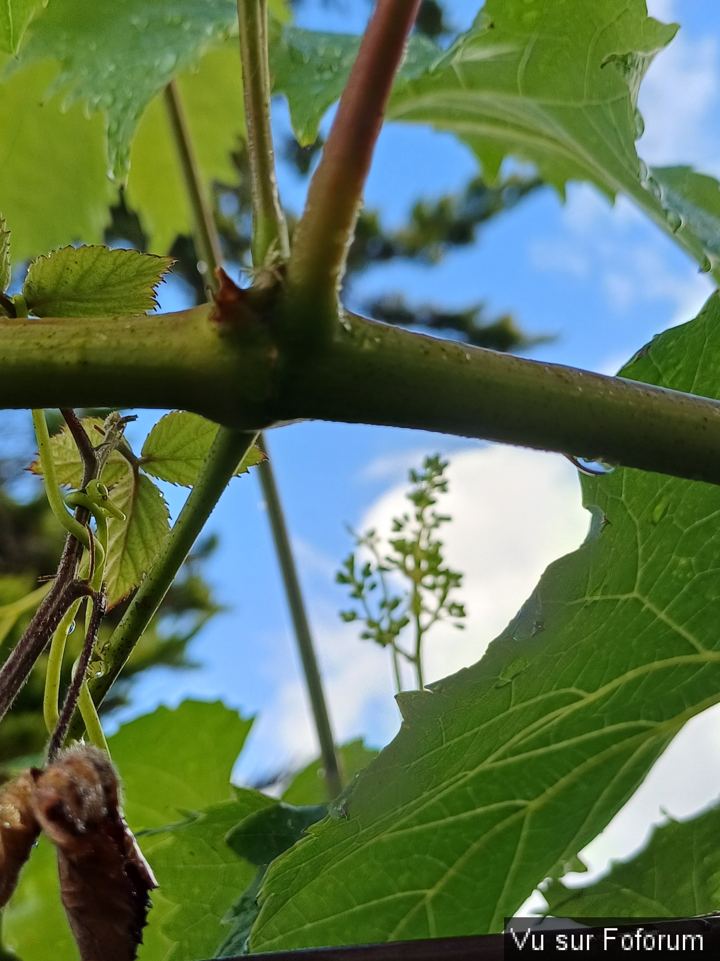 jardin breton capitaine jack (44).jpg