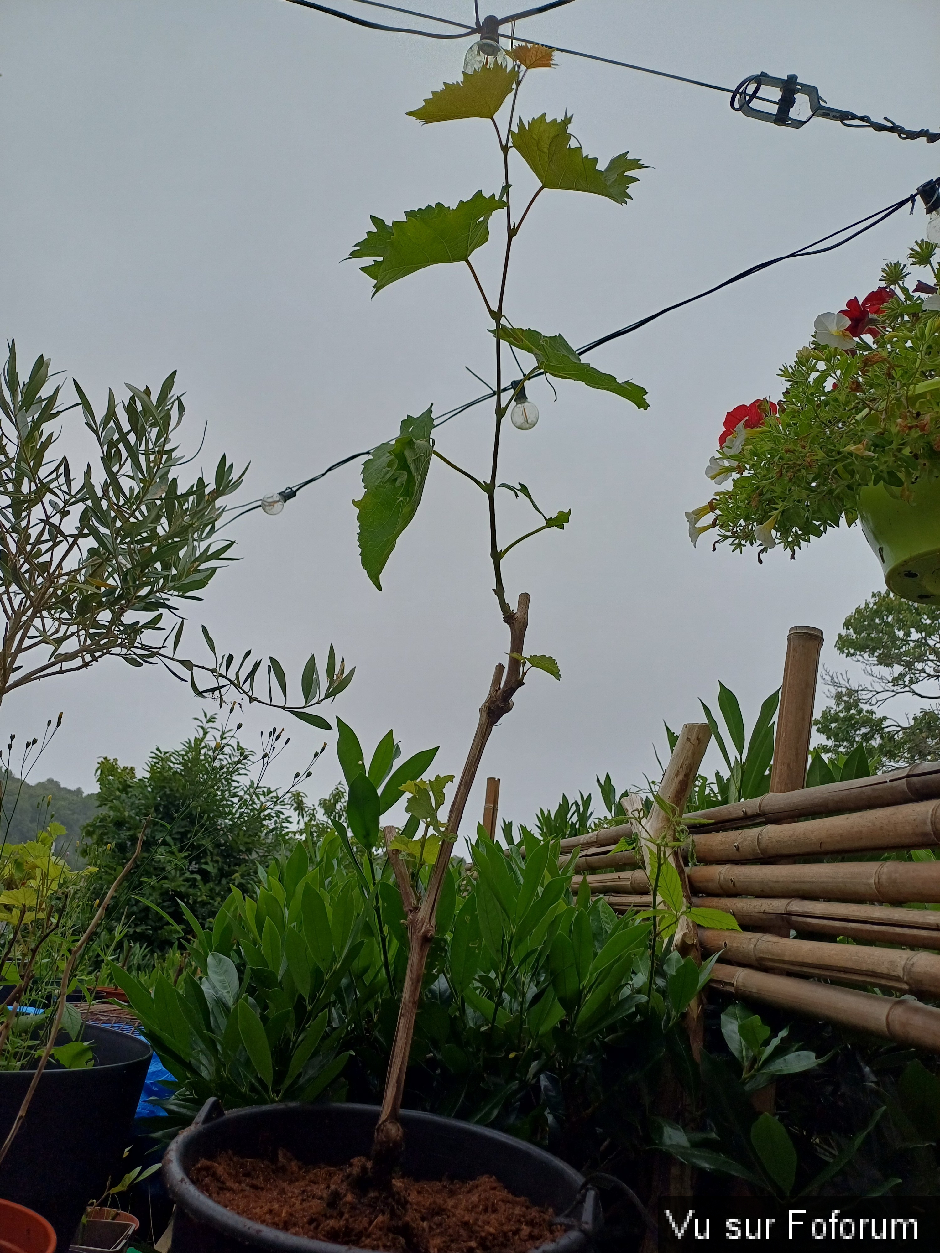 jardin breton capitaine jack (45).jpg