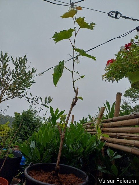 jardin breton capitaine jack (45).jpg