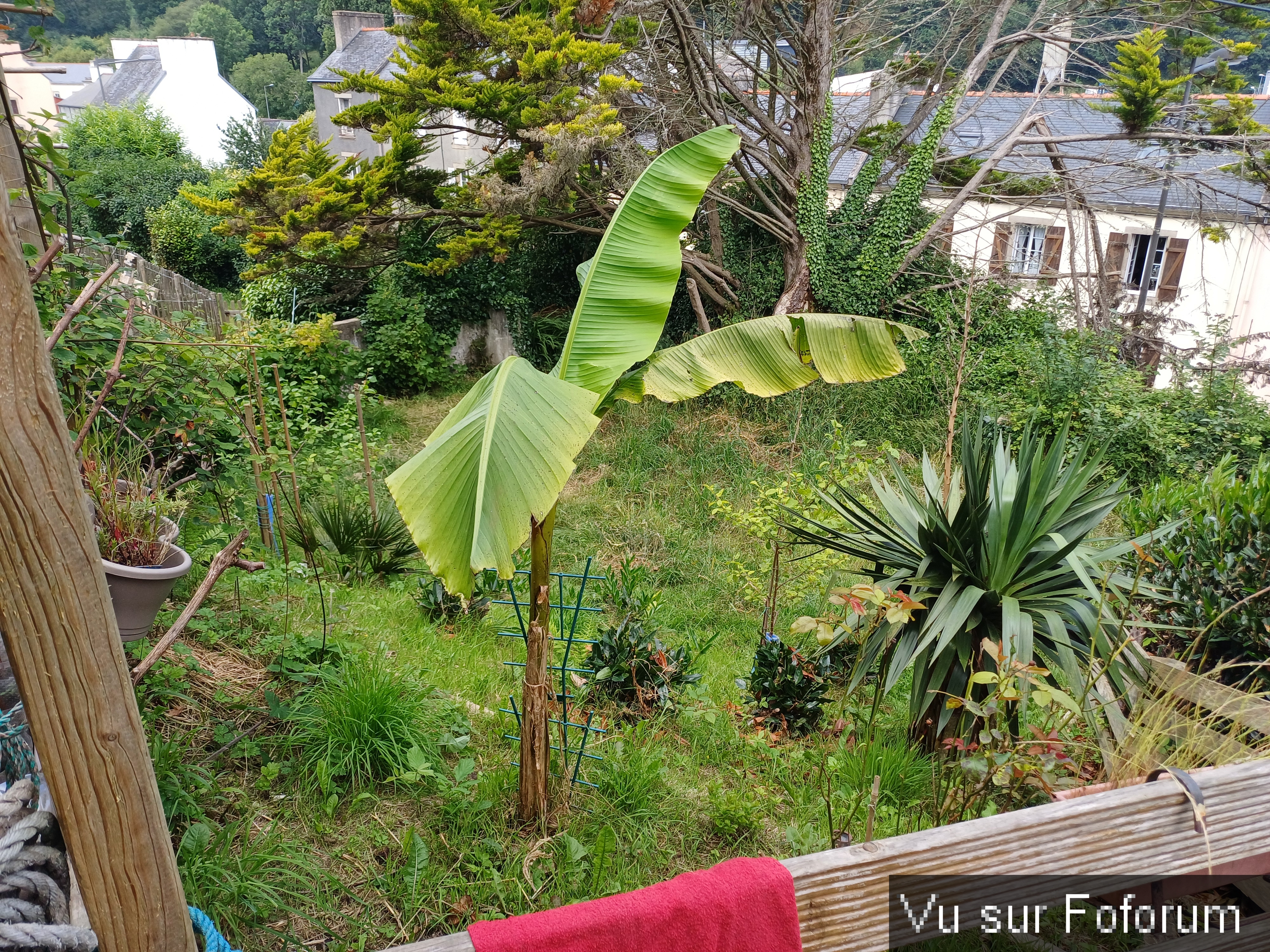 jardin breton capitaine jack (48).jpg