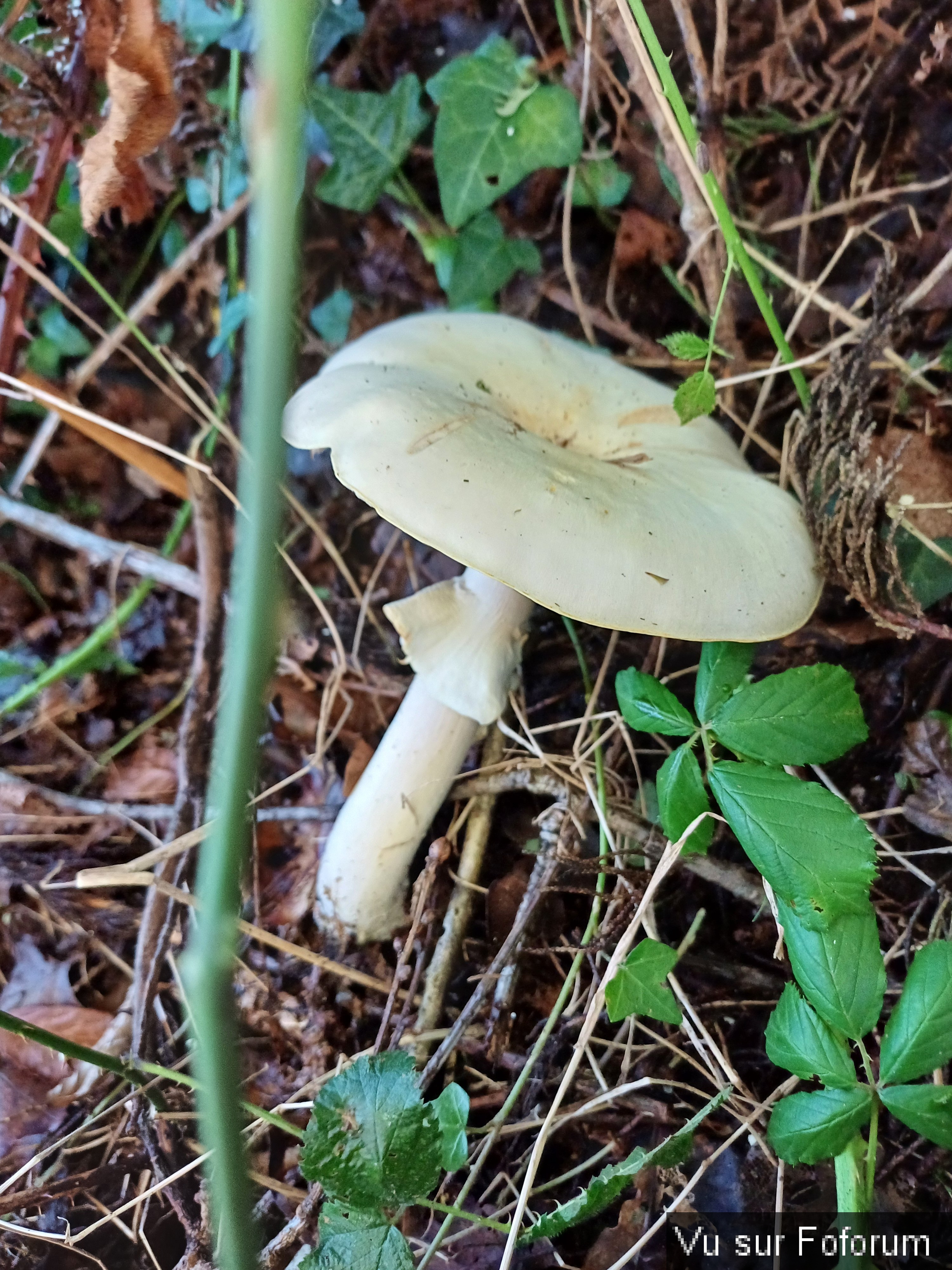 Joli champignon, mais pas comestible il semblerait - Capitaine Jack