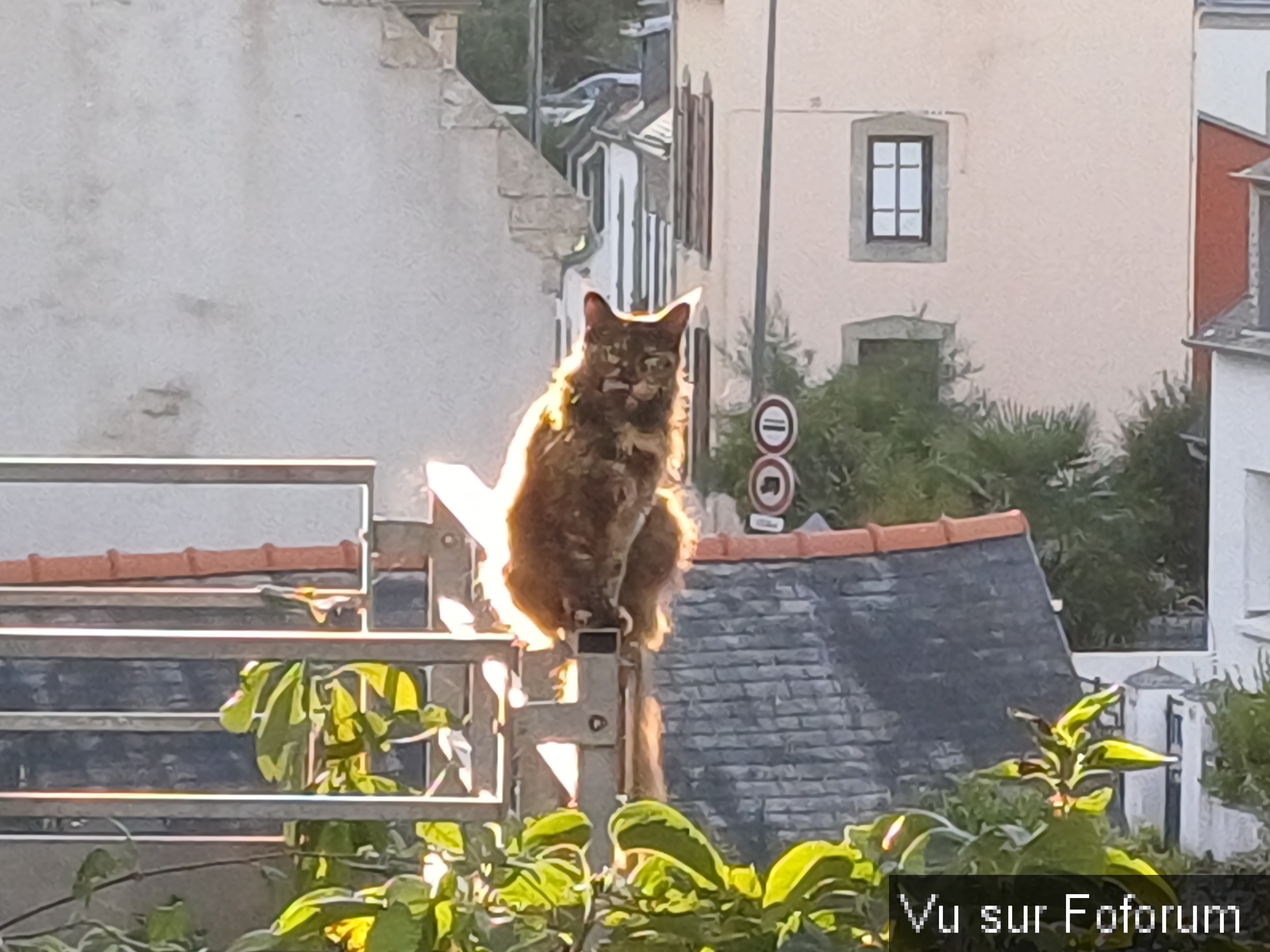 La chatte de la voisine du capitaine-jack