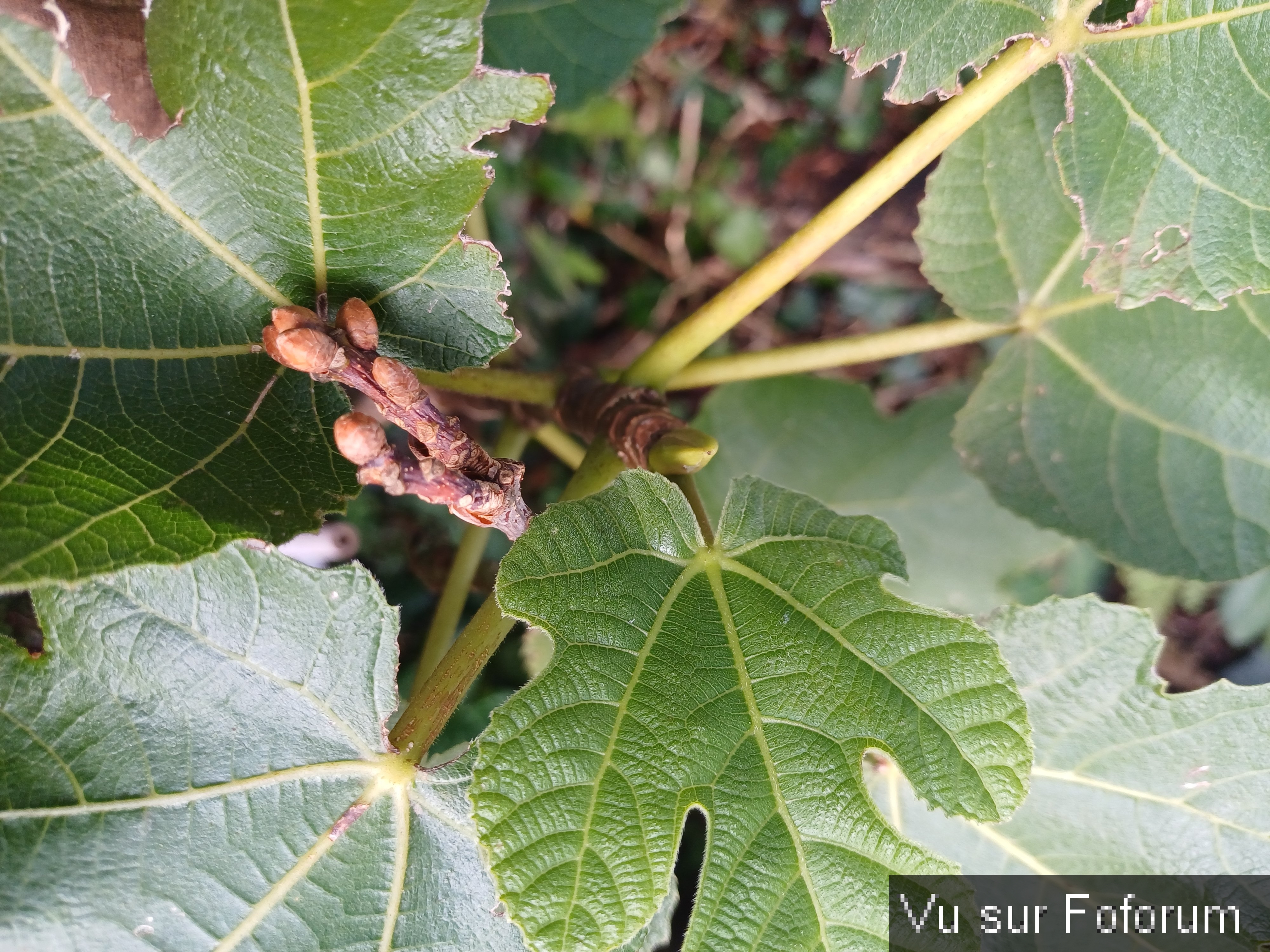 Le figuier du Capitaine Jack.jpg