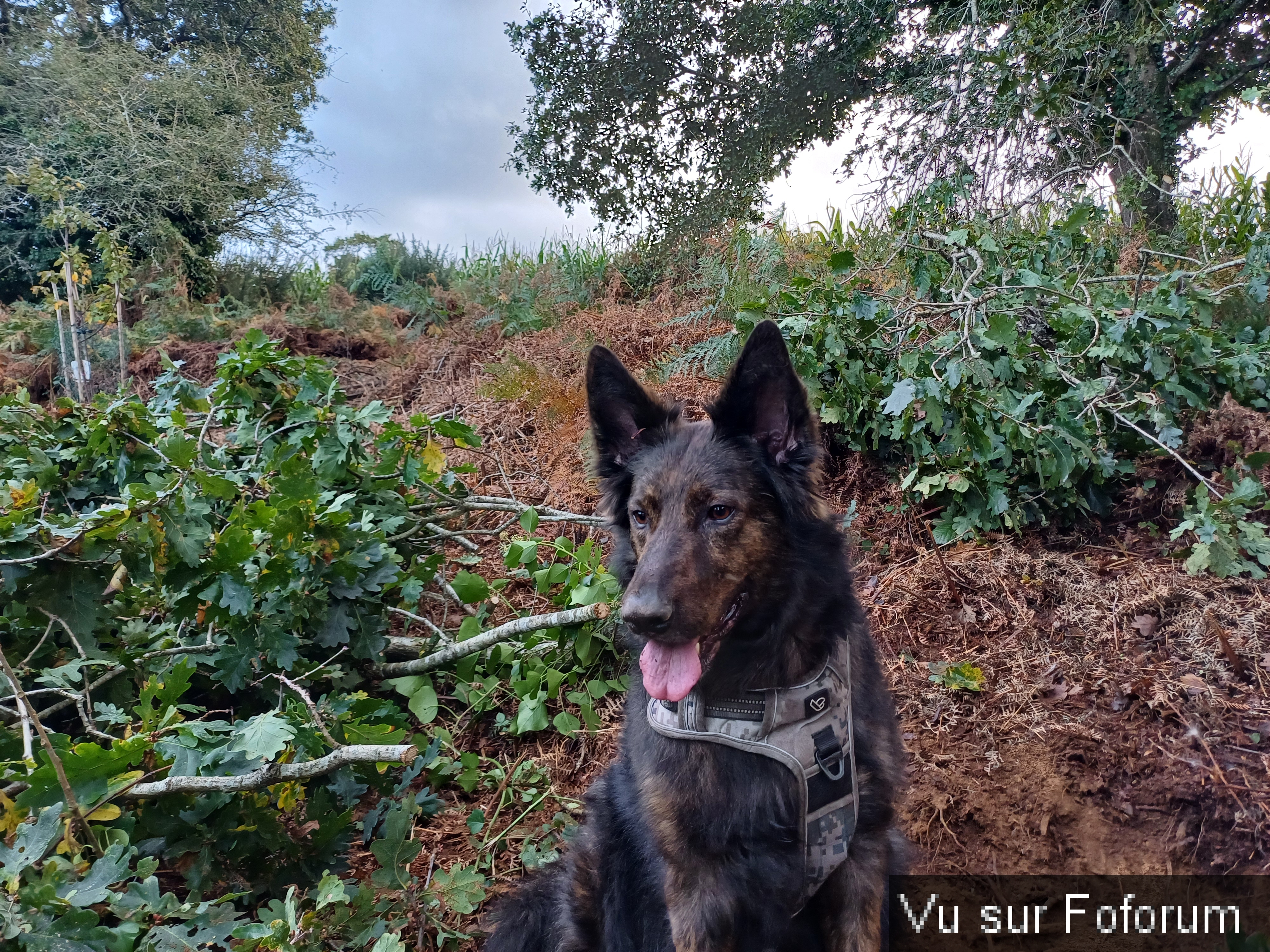 Le futur verger - Capitaine Jack