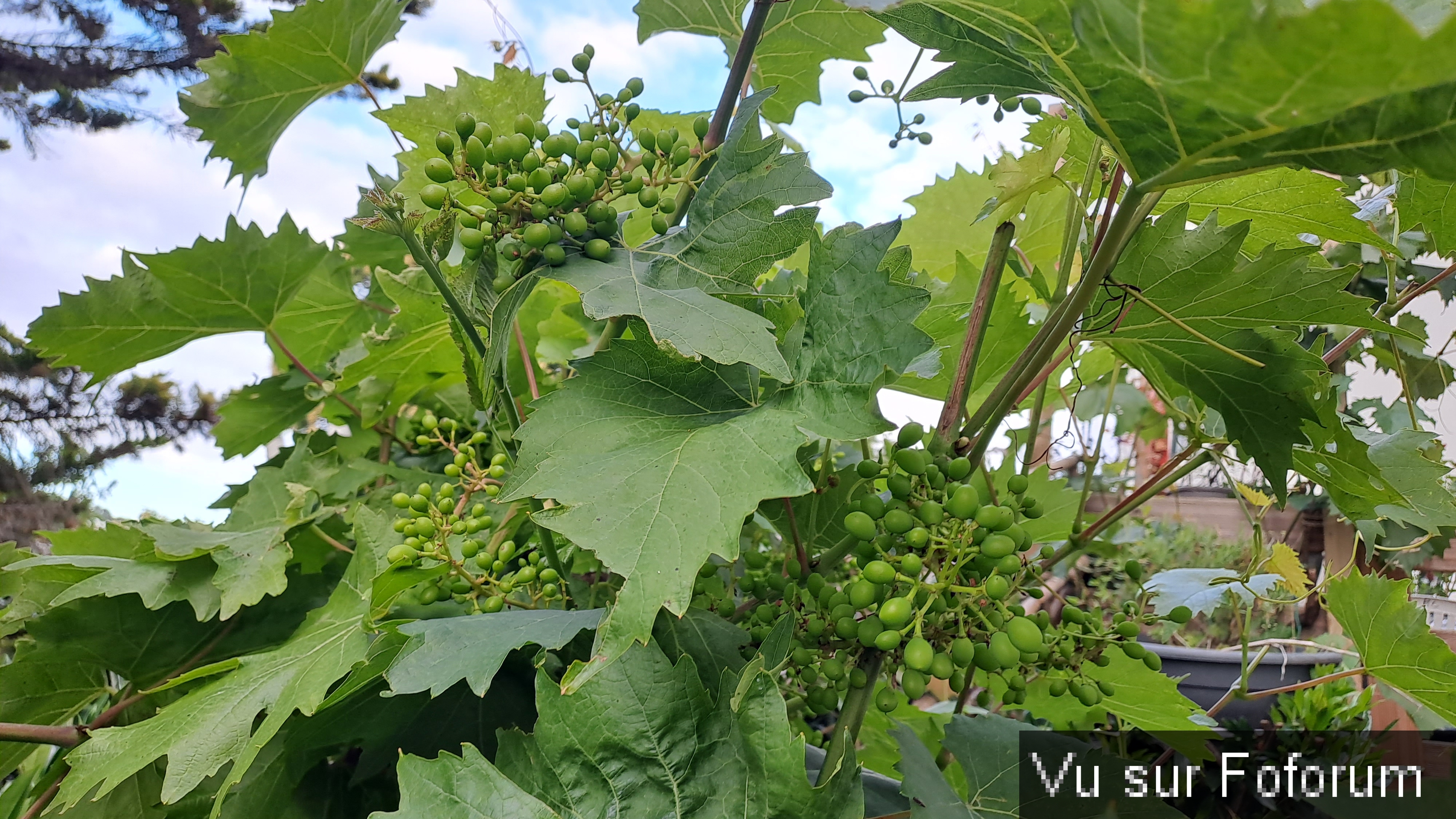 Le secret d'une belle vigne ?