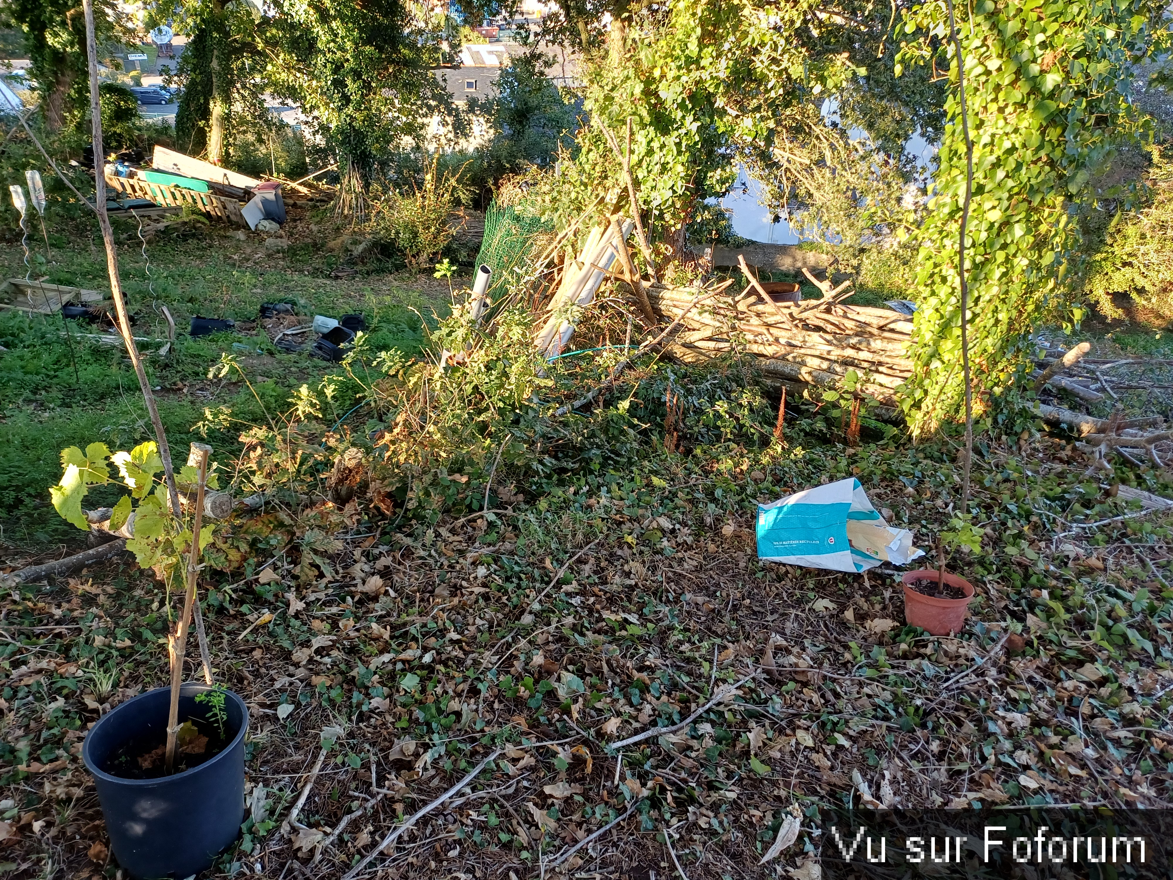 Les pieds de vigne seront espacés d'environ 3 mètres - Capitaine Jack.jpg