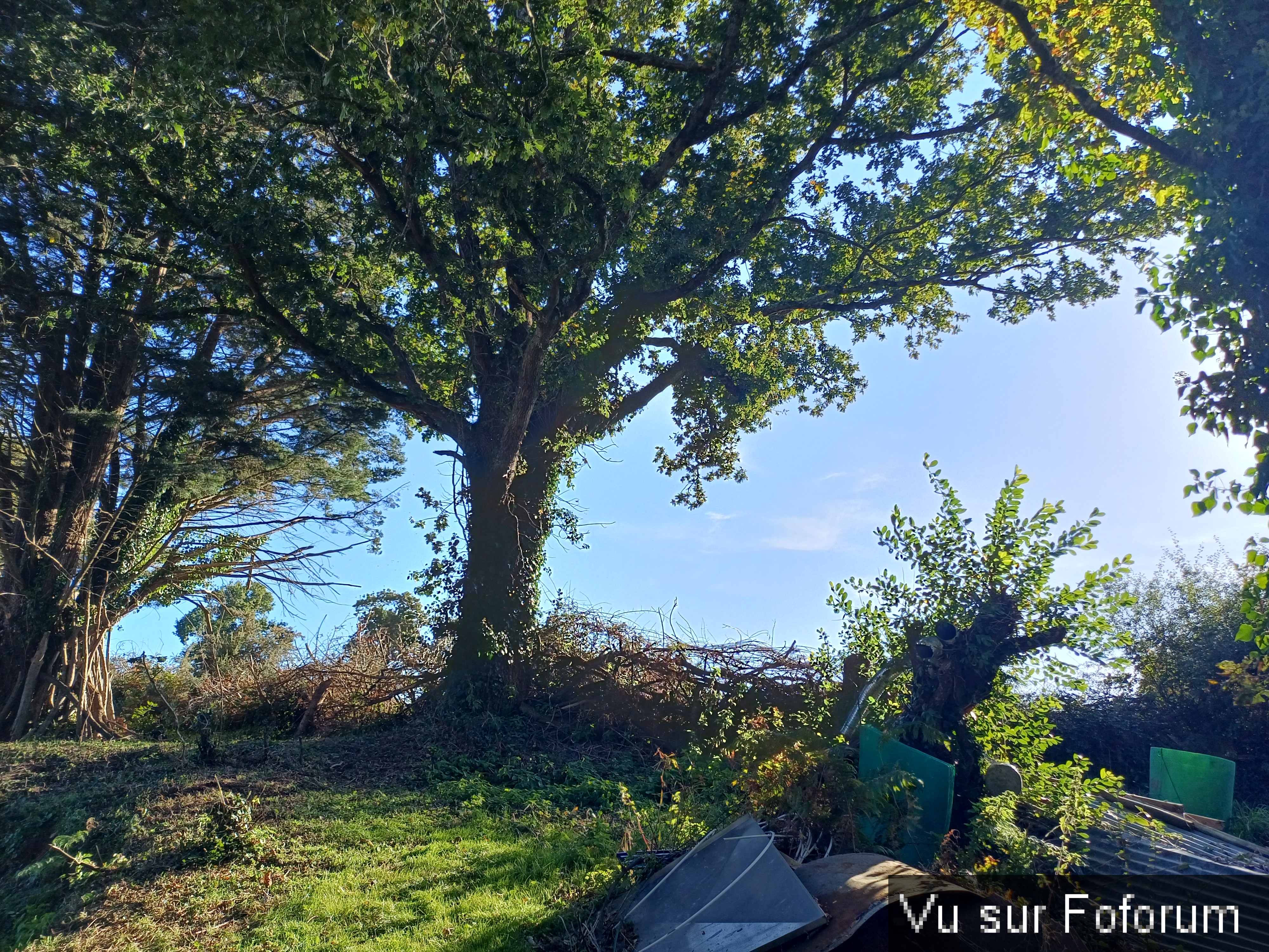 Les vignes se poursuivront sur la partie gauche - Capitaine Jack .jpg